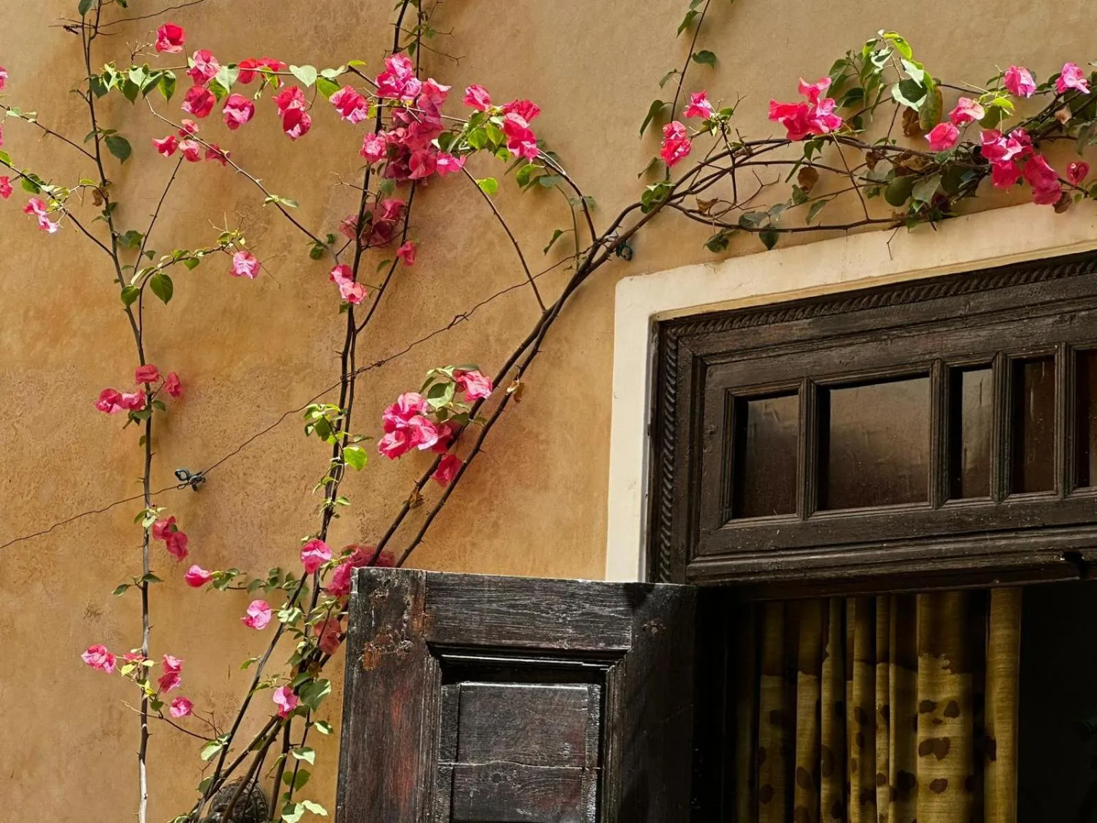 Garden in Riad Bamileke