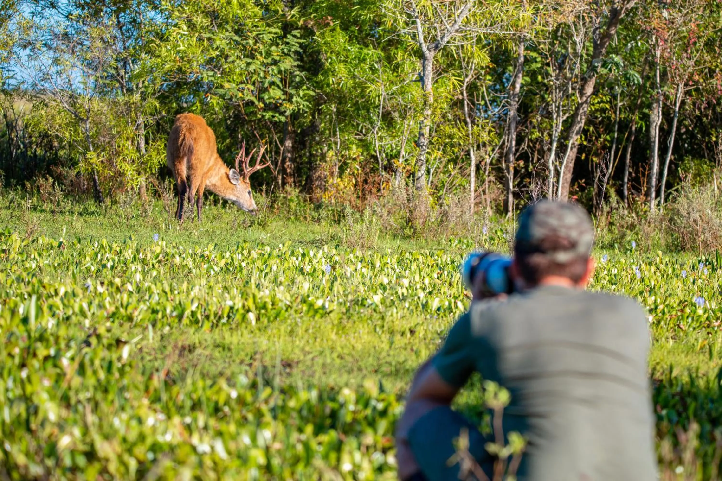 Pets in Puerto Valle Hotel de Esteros
