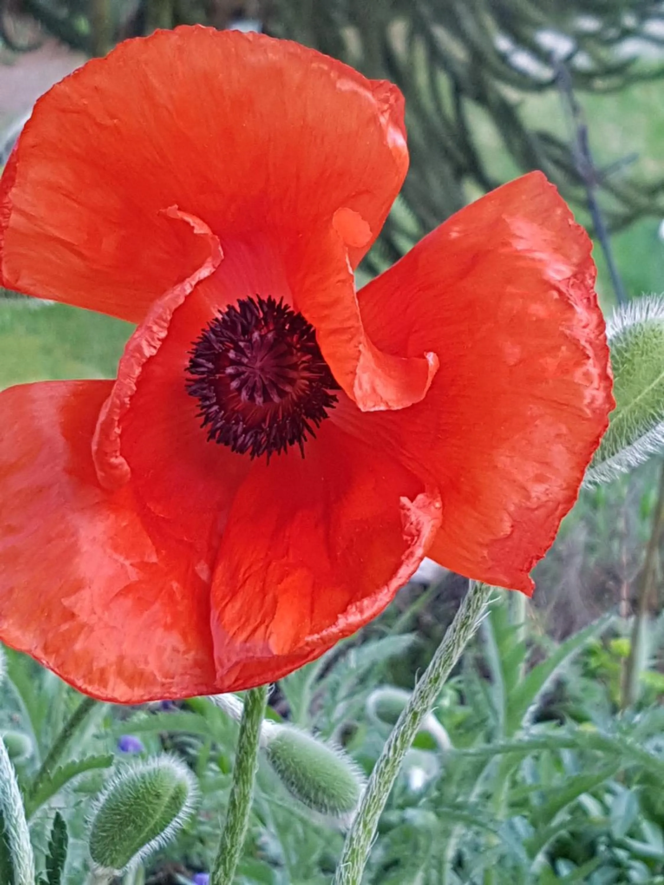 Other in B&B Dersum Dream