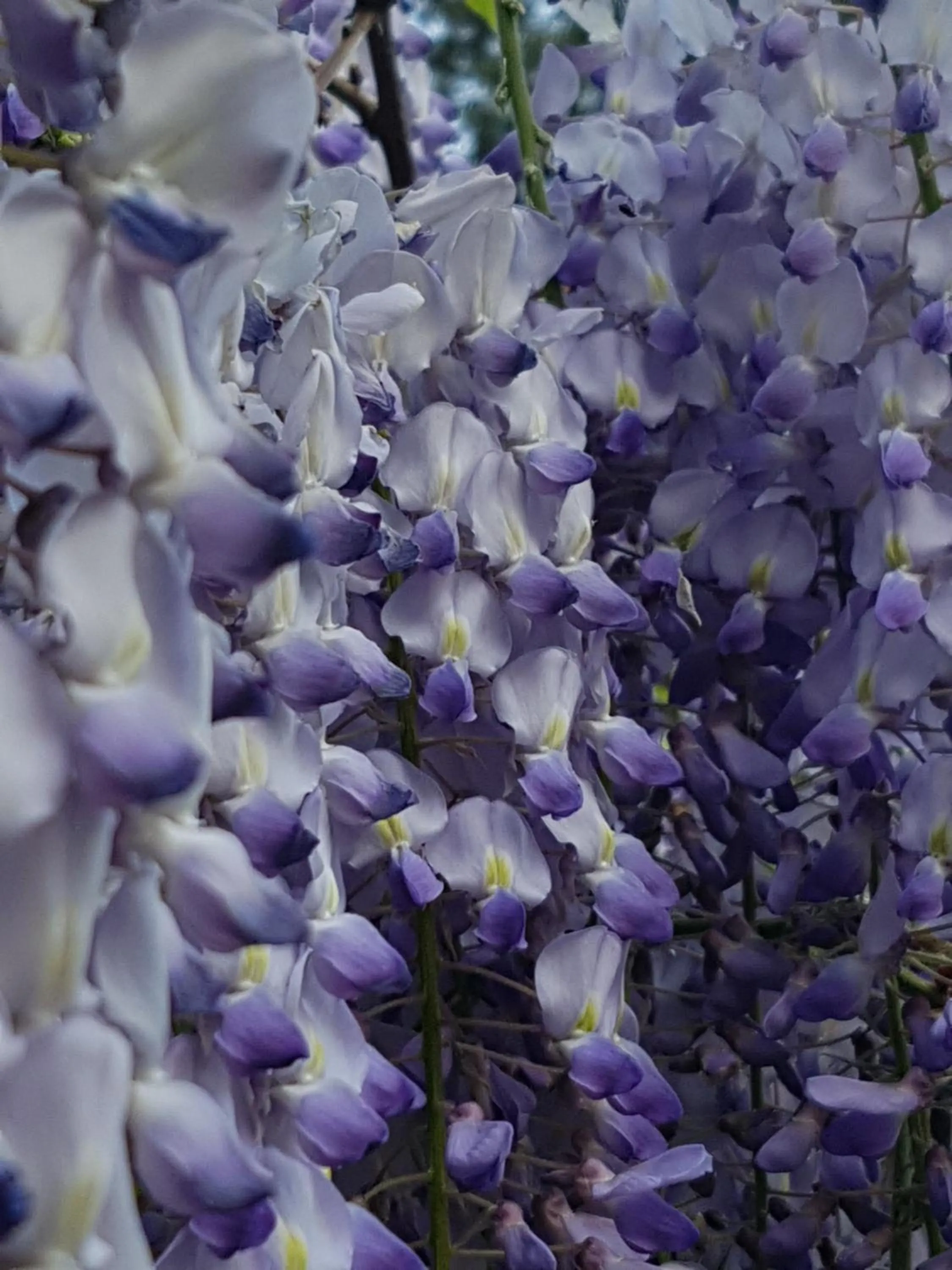 Other in B&B Dersum Dream