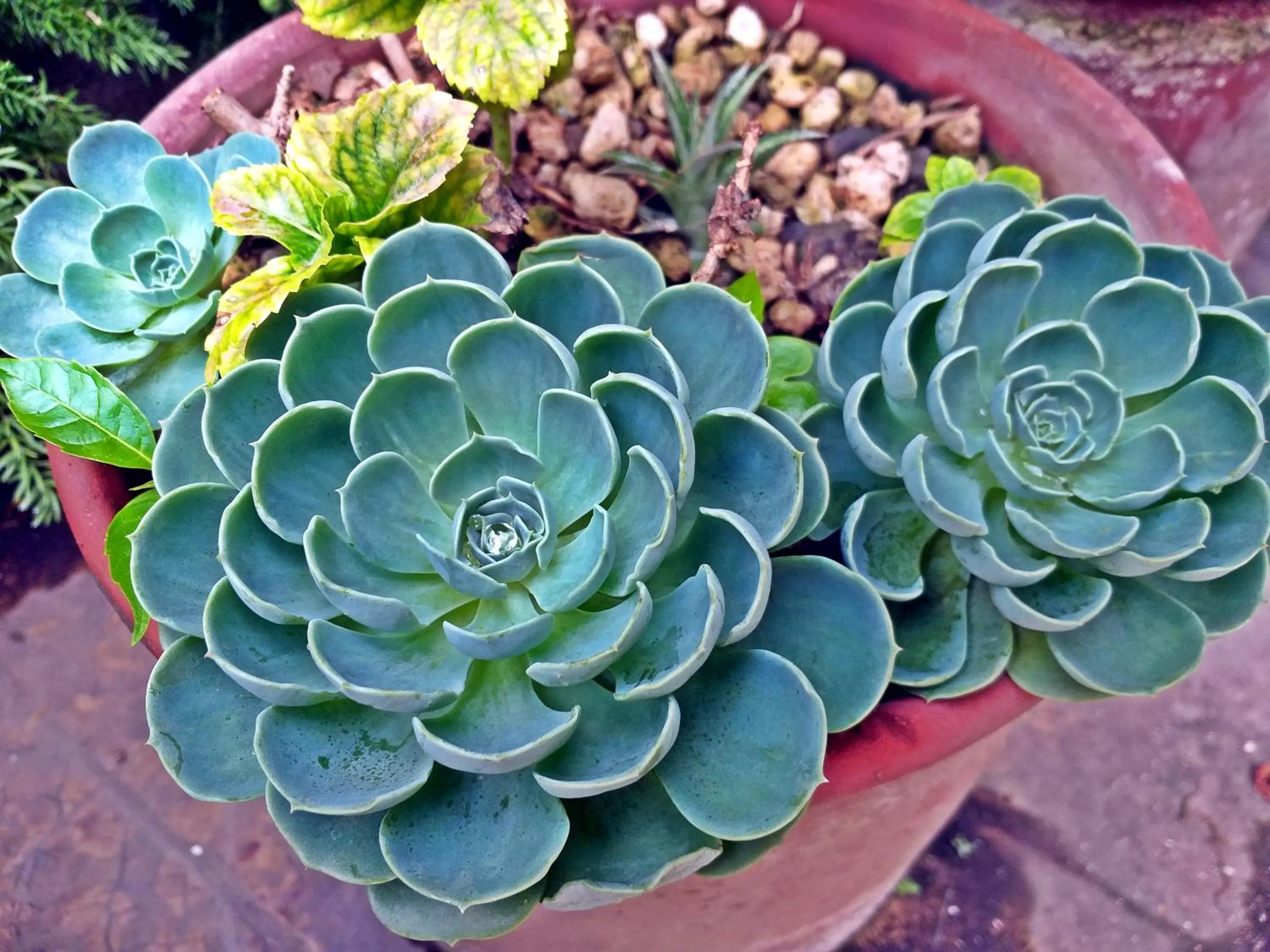 Garden in Eco Hotel Mariscal