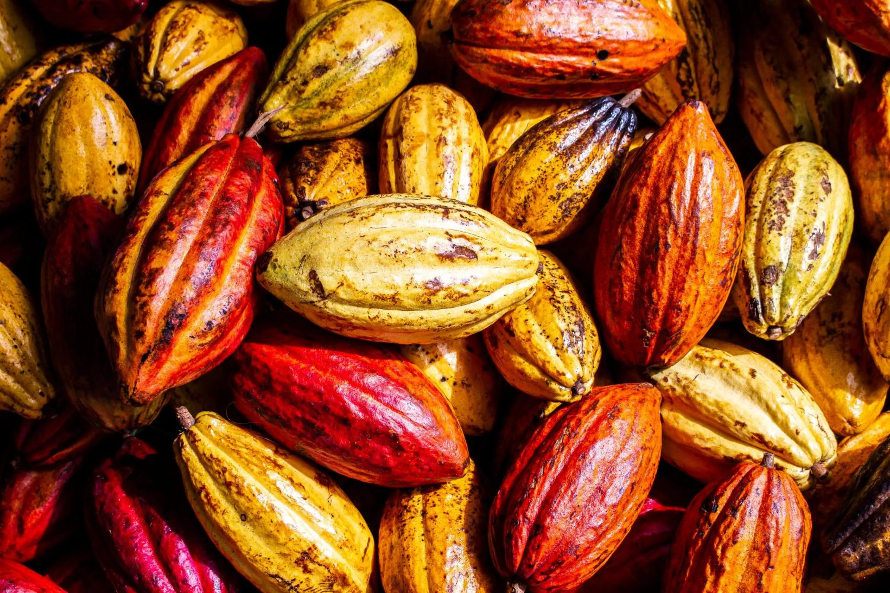 Garden in Hawaiian Sanctuary Eco Retreat Center