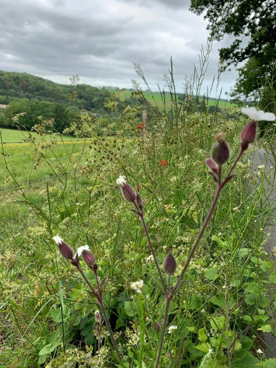 Spring in Chambres d'Hôtes Villa Mon Repos