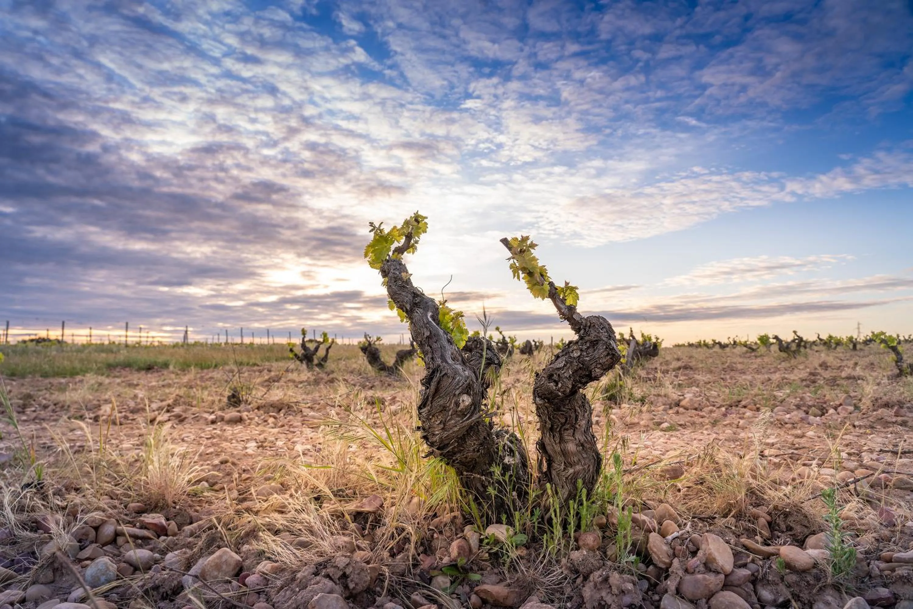 Natural landscape in Hotel Torremilanos