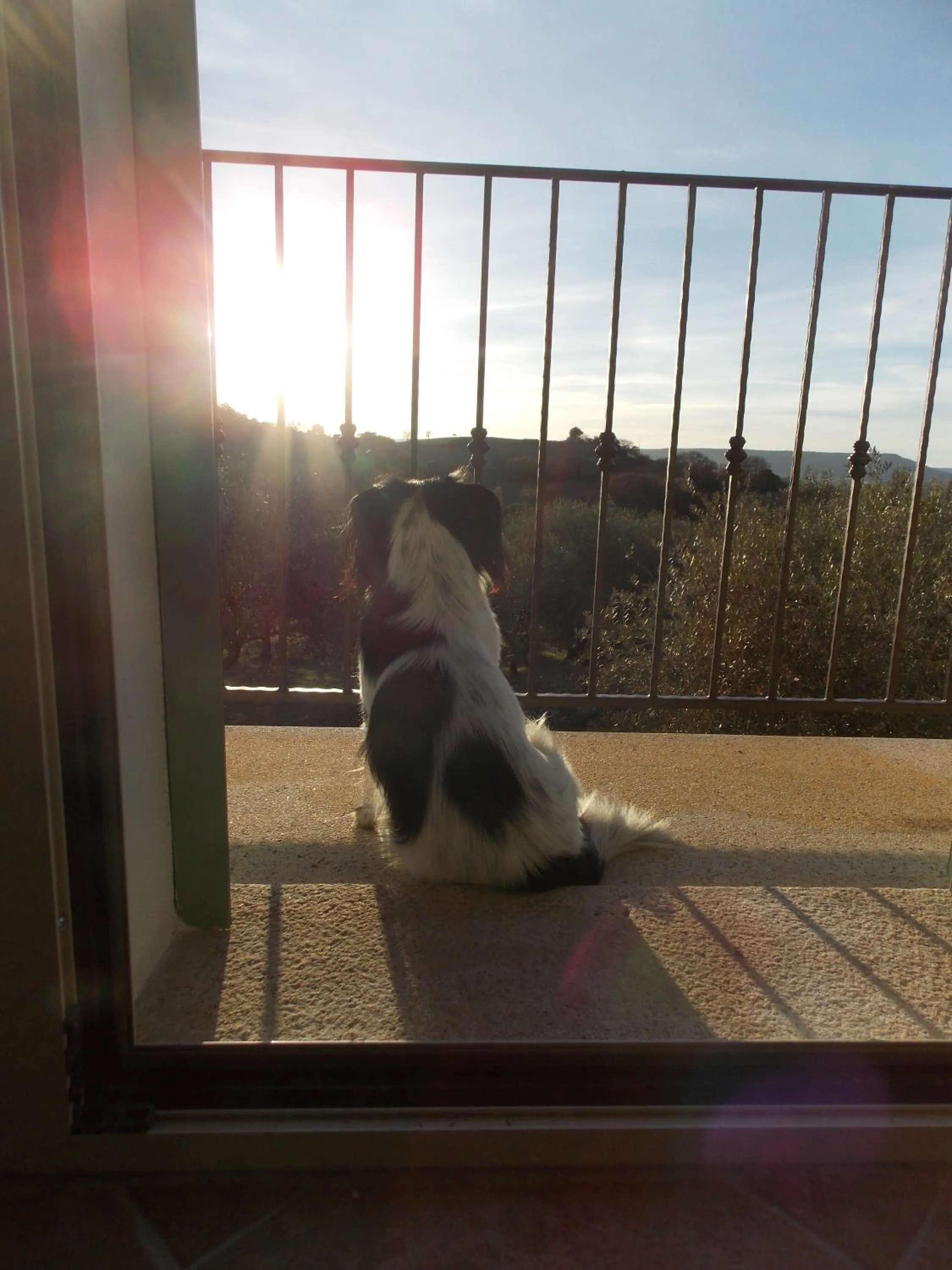 Pets in B&B PIBITZOI