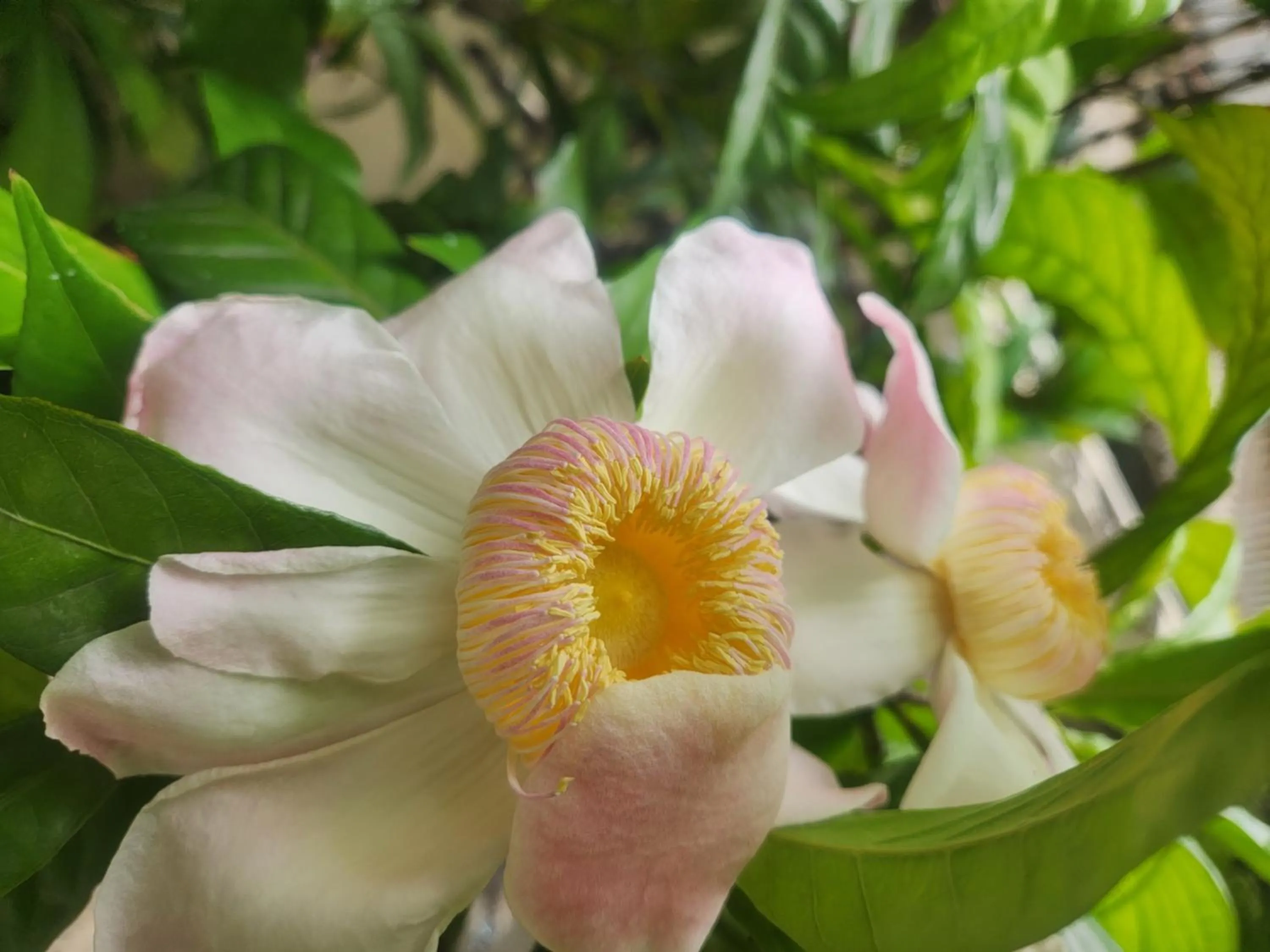 Garden in Interchange Tower Serviced Apartment - SHA Extra Plus