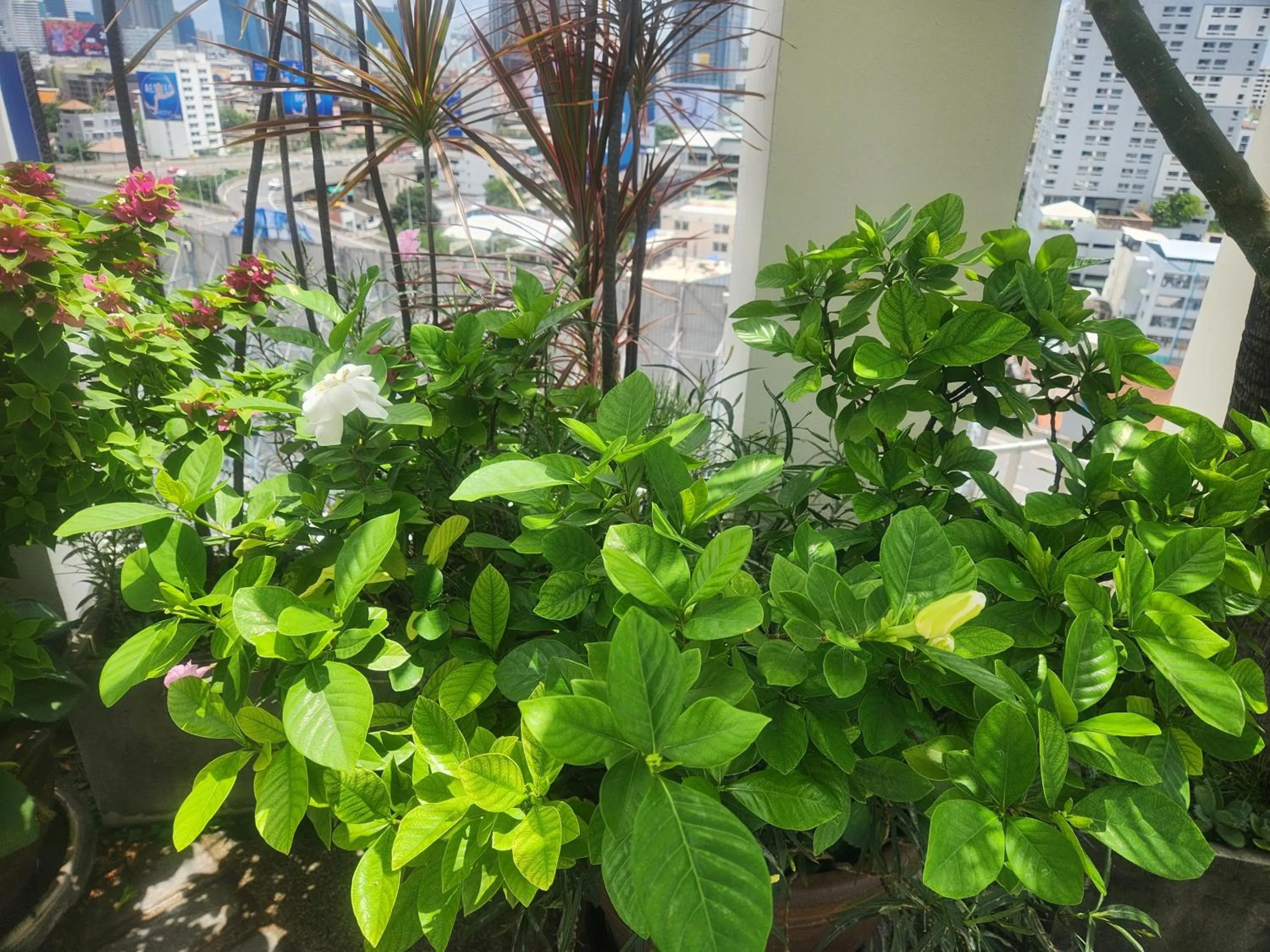 Garden in Interchange Tower Serviced Apartment - SHA Extra Plus