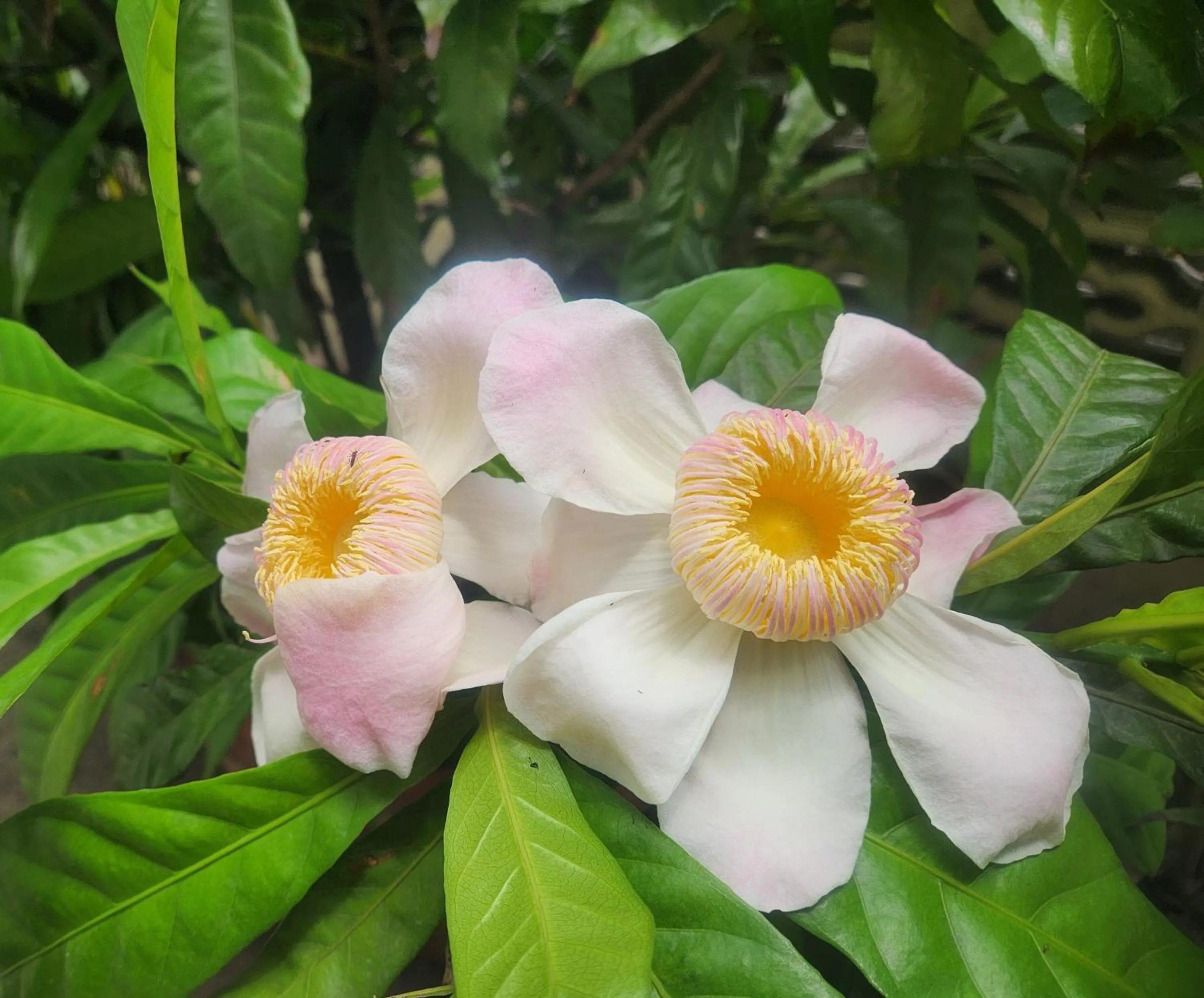 Garden in Interchange Tower Serviced Apartment - SHA Extra Plus