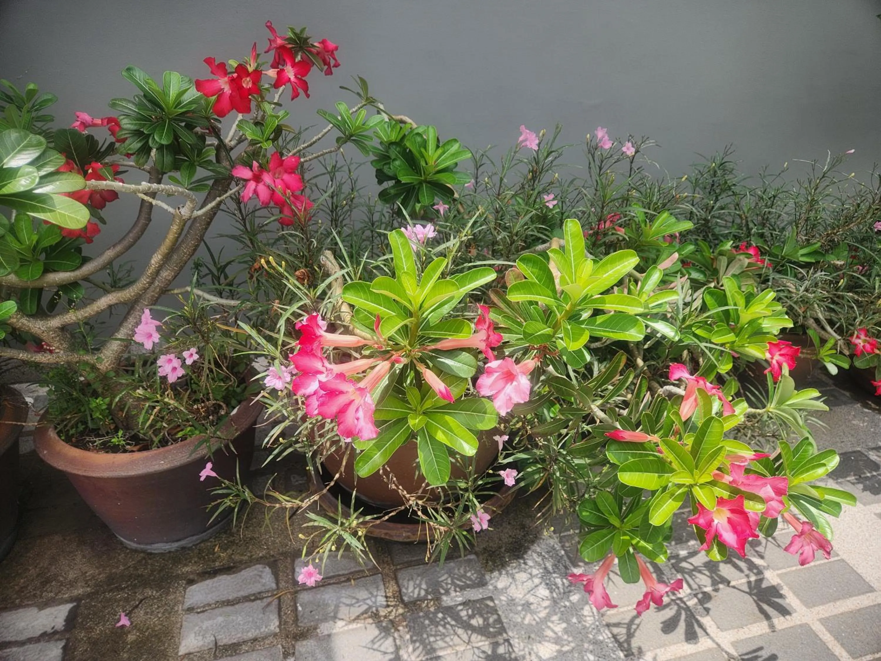 Garden in Interchange Tower Serviced Apartment - SHA Extra Plus