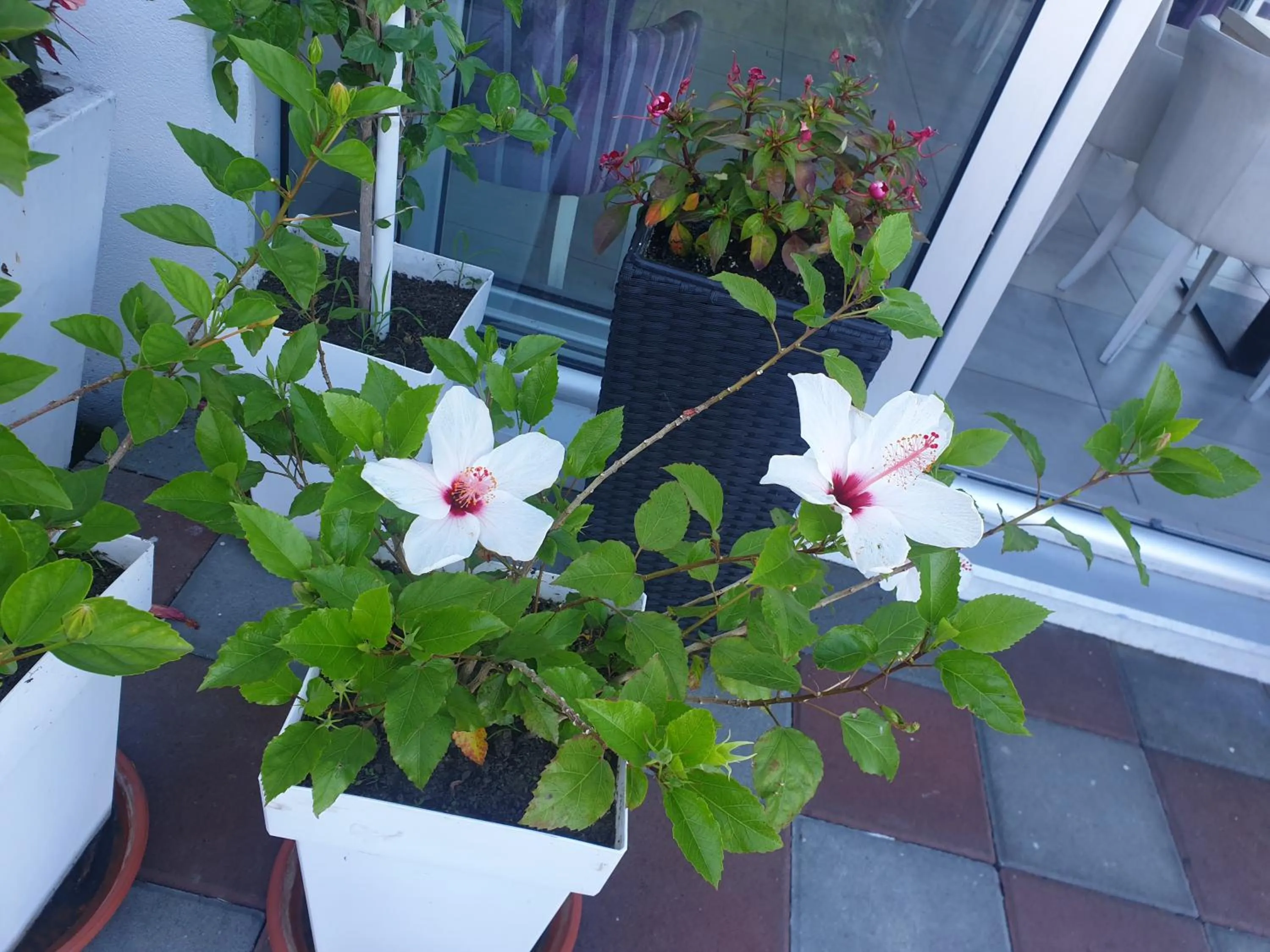 Garden in Flamingo Resort