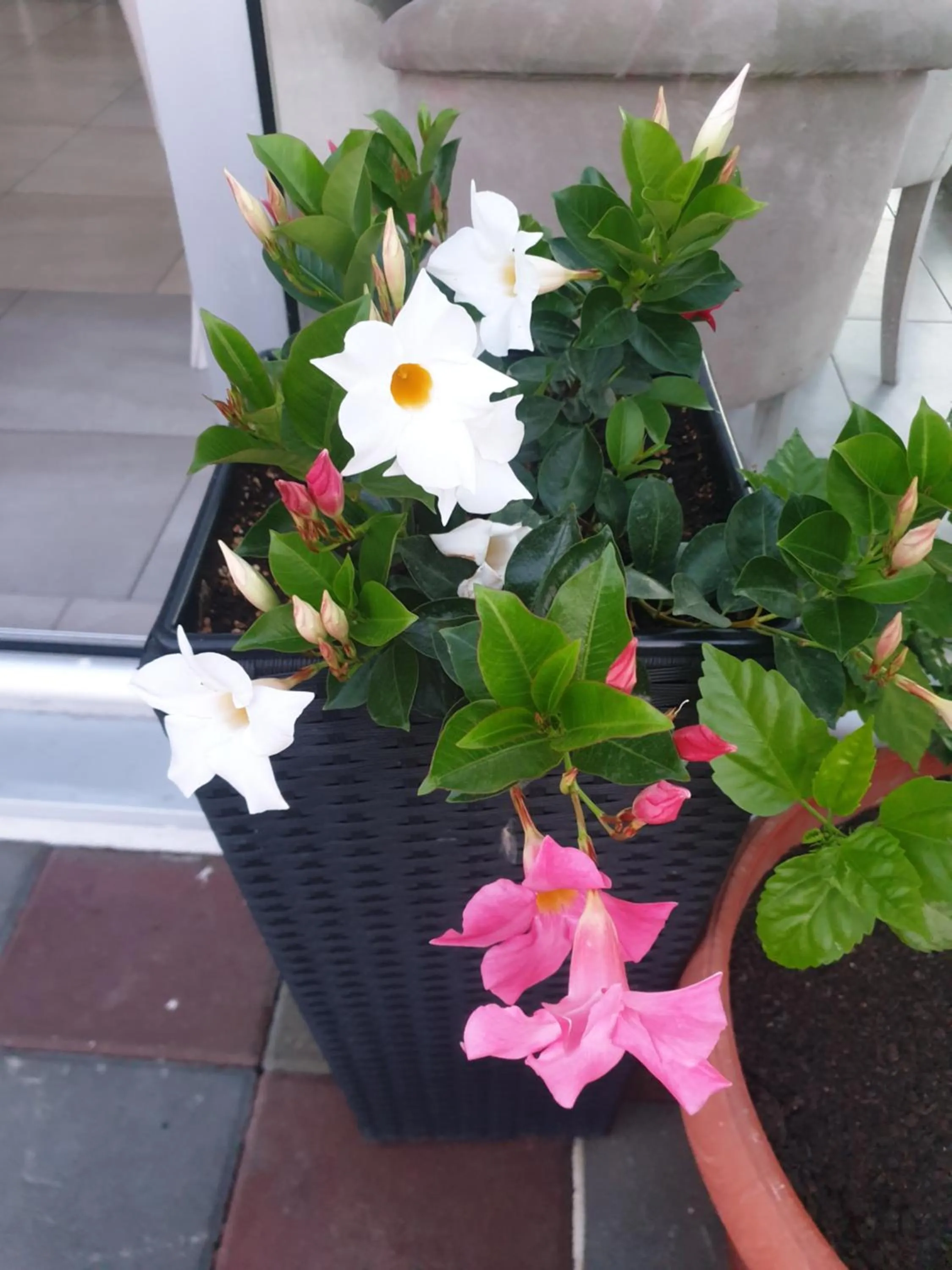 Garden in Flamingo Resort