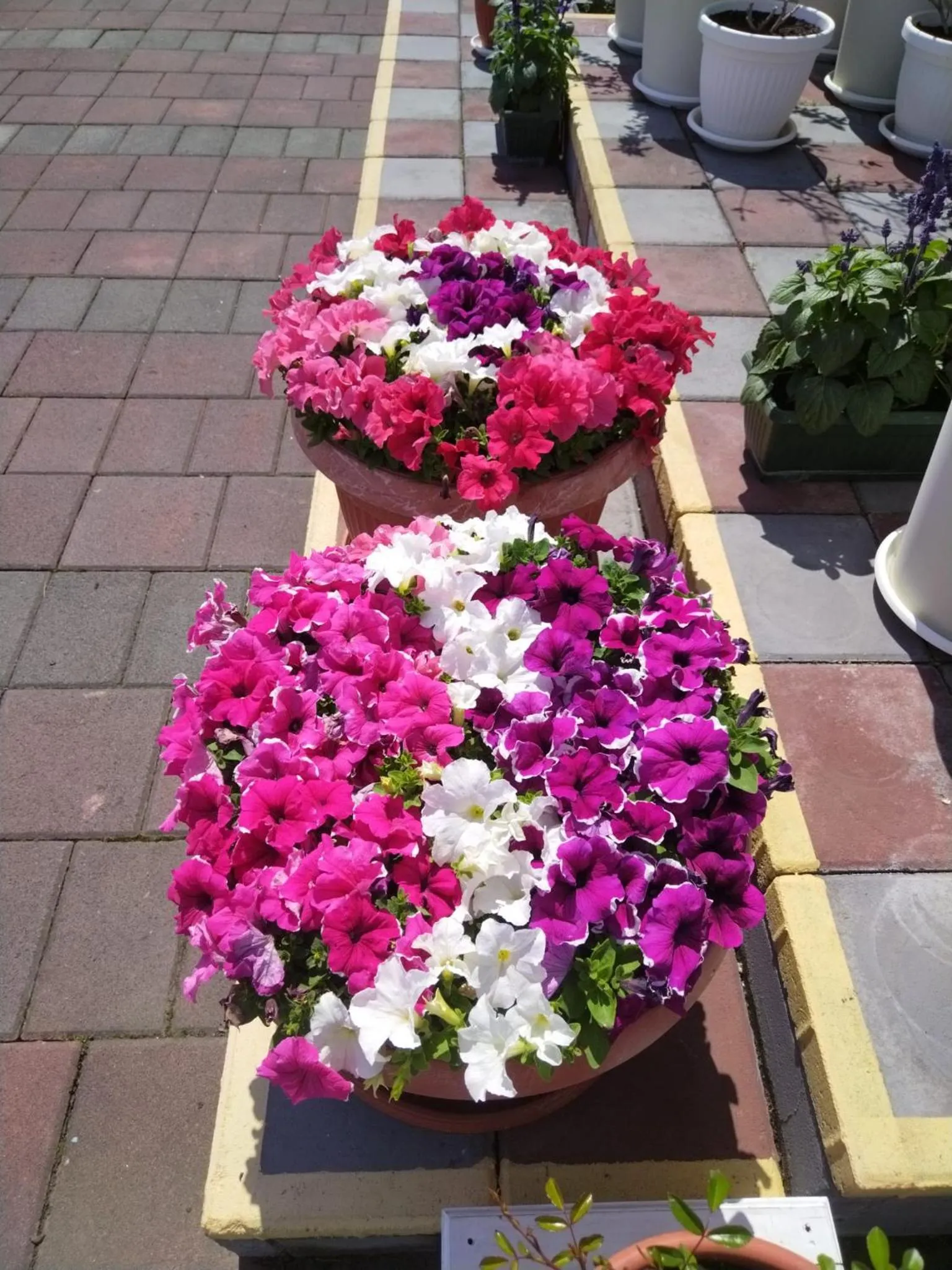 Garden in Flamingo Resort