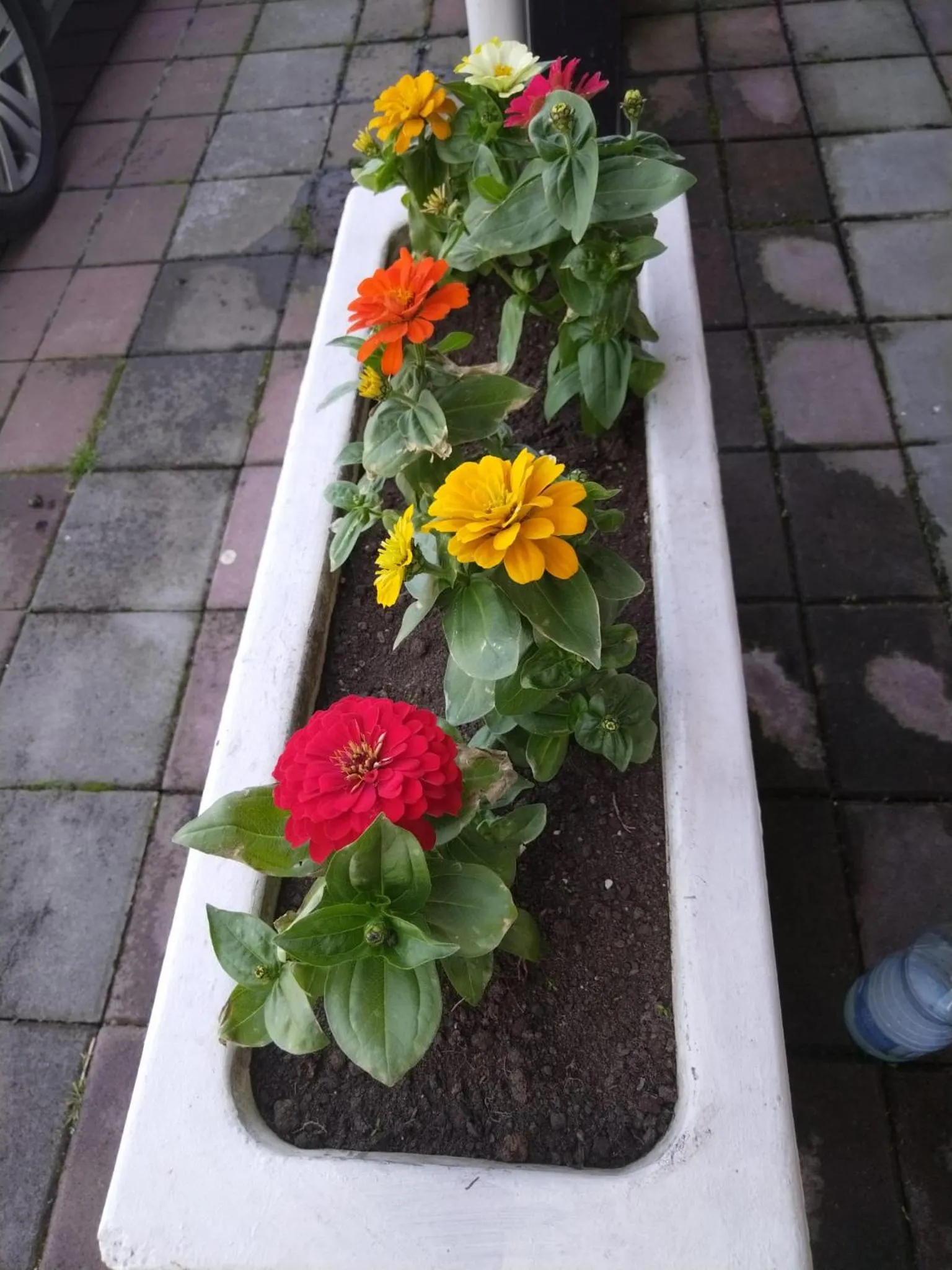 Garden in Flamingo Resort