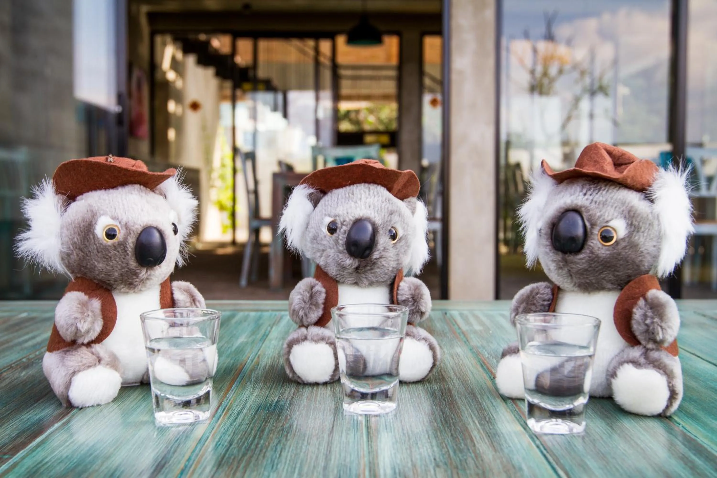 Guests in Lazy Koala