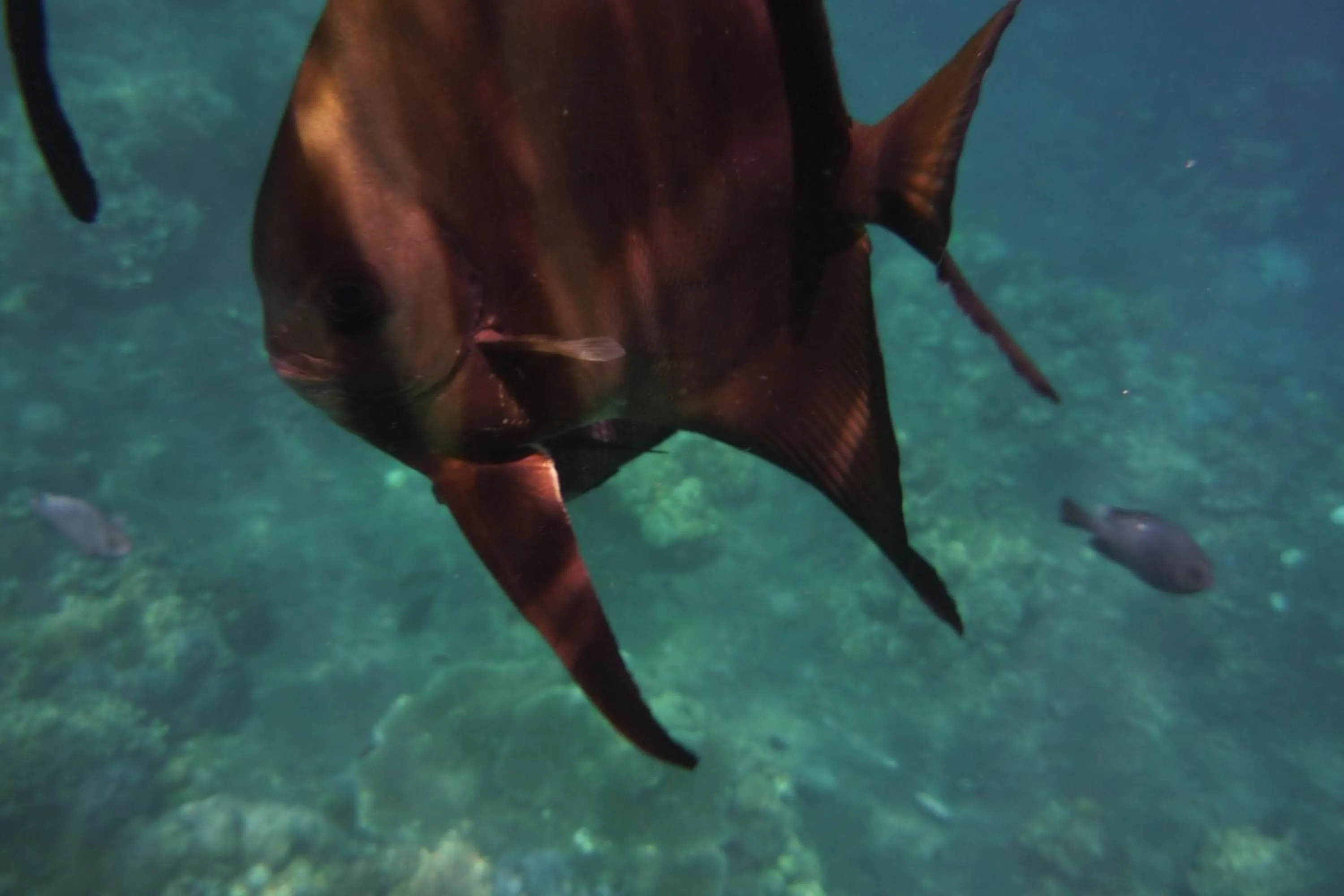 Snorkeling in Jemeluk Beach Bungalows