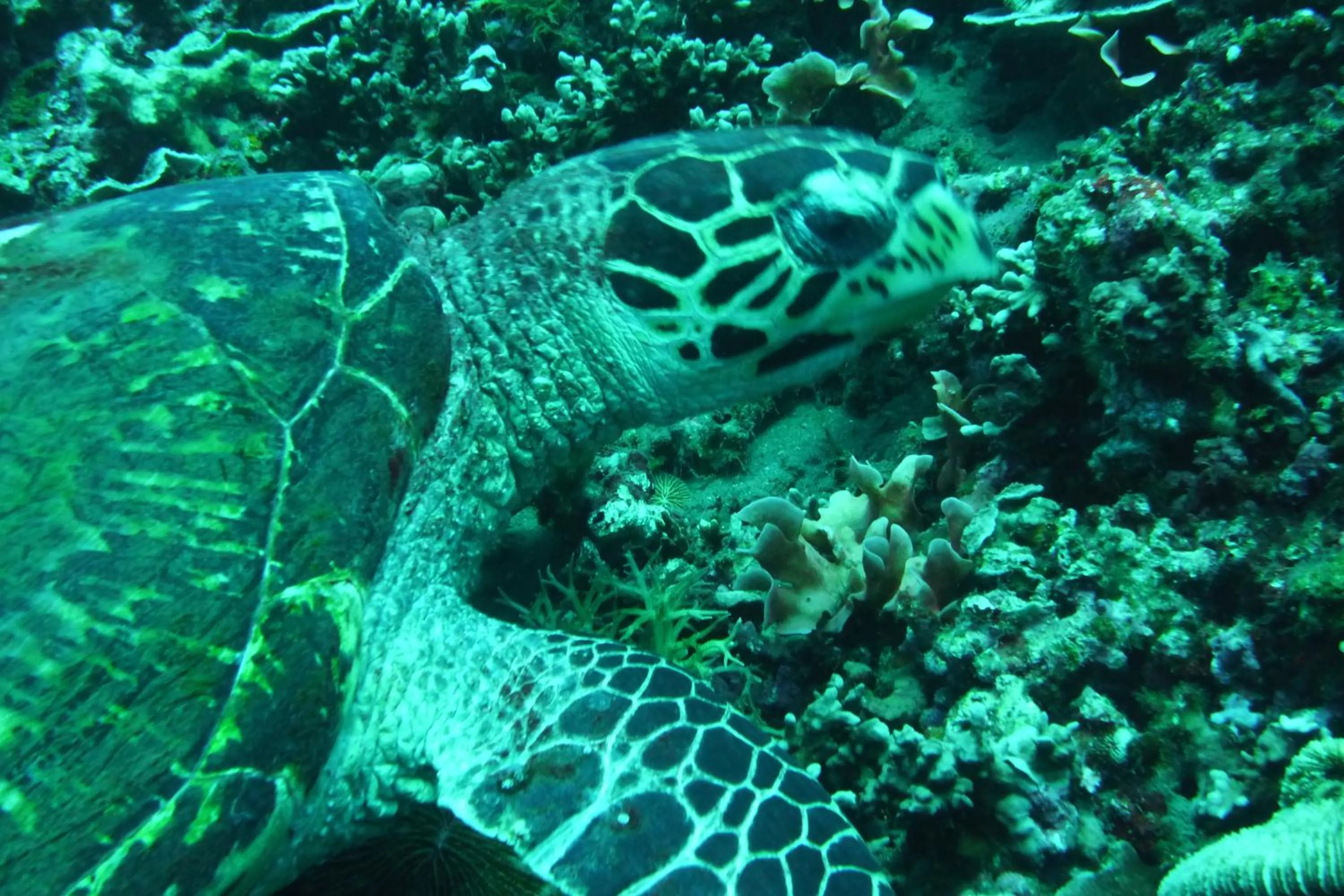 Snorkeling in Jemeluk Beach Bungalows