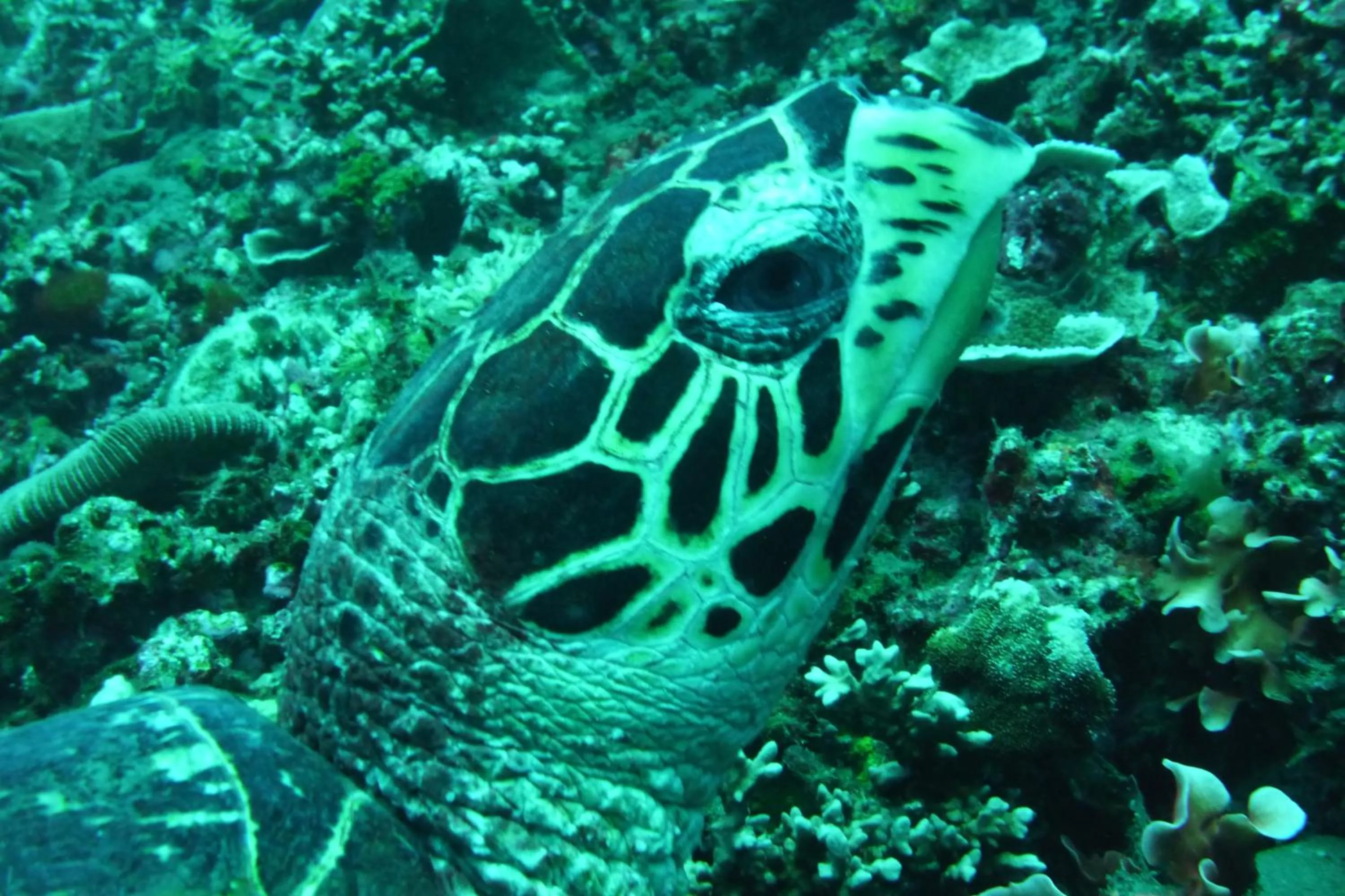 Snorkeling in Jemeluk Beach Bungalows