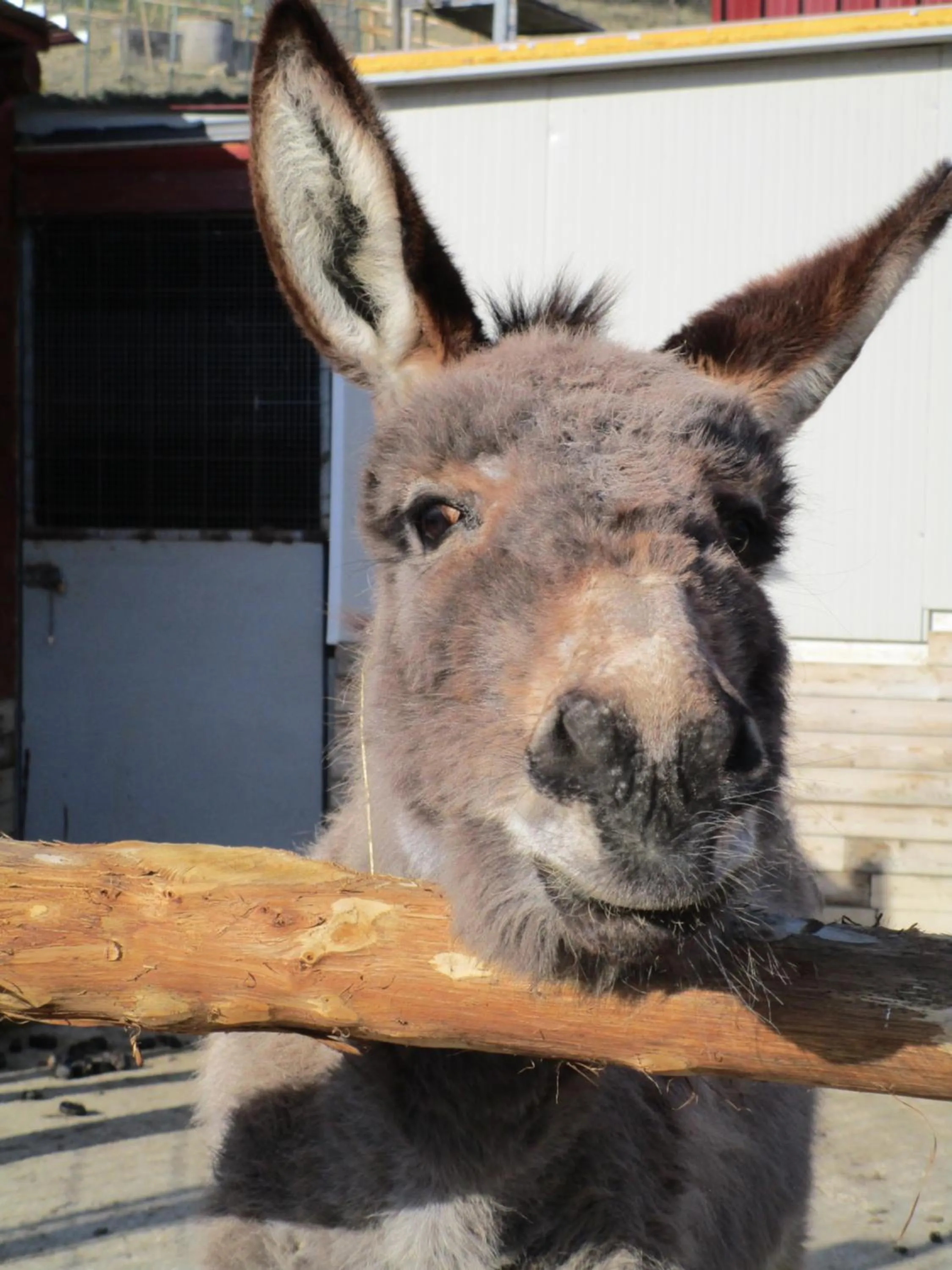Alla Contrada degli Asinelli