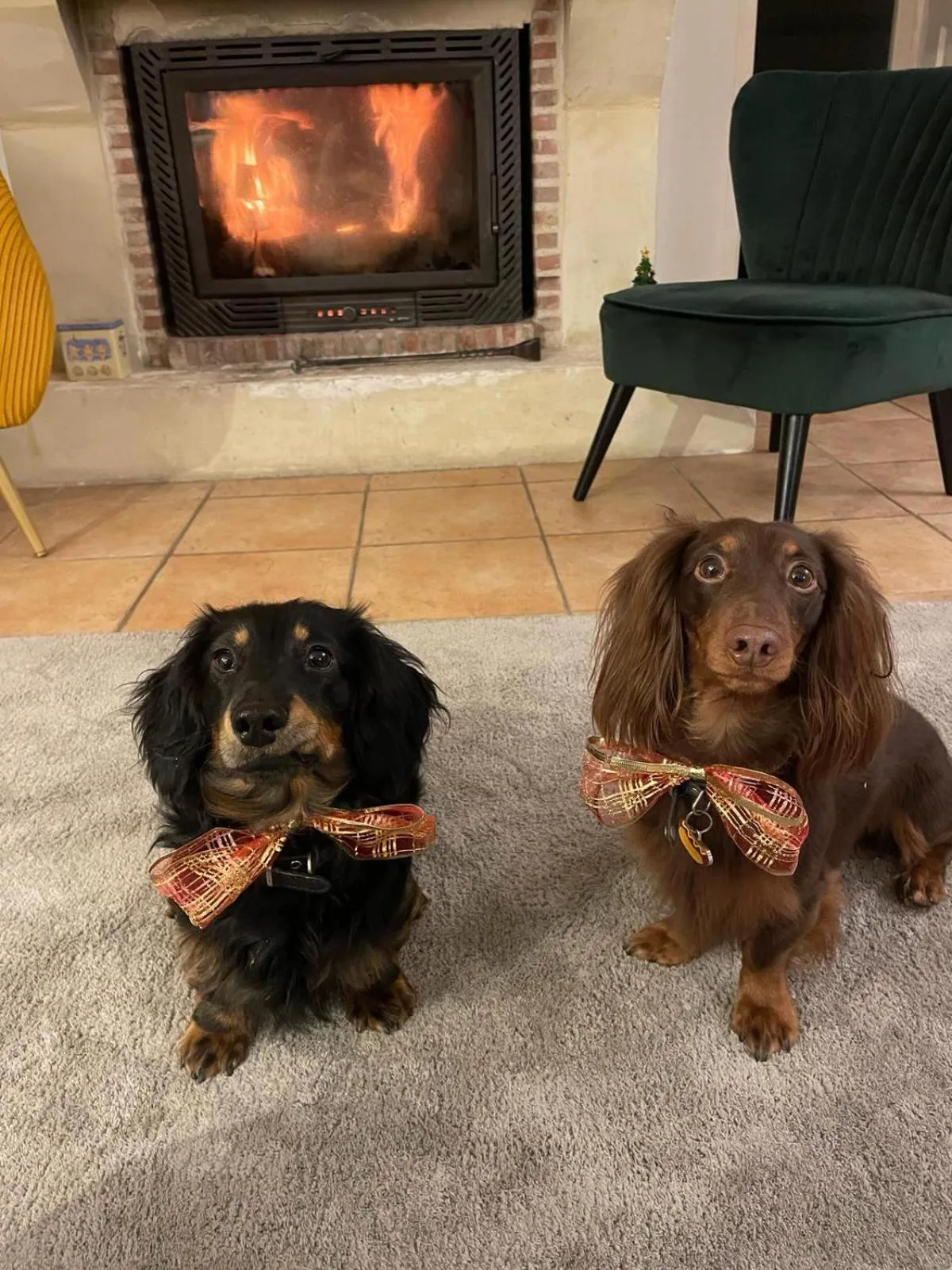 Pets in Chambre d'hôtes