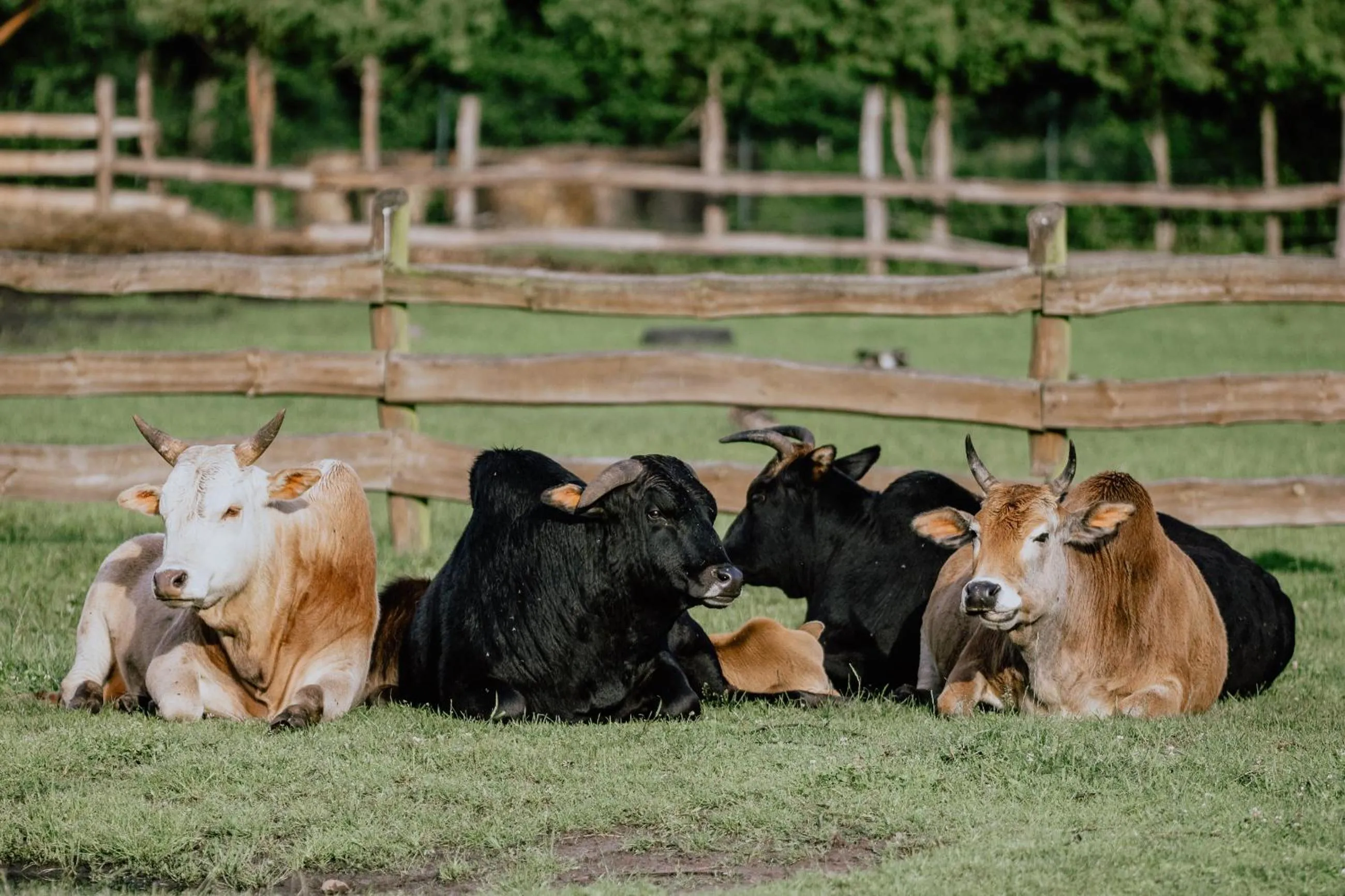 Animals in Hotel Osada Karbówko Wellness & SPA