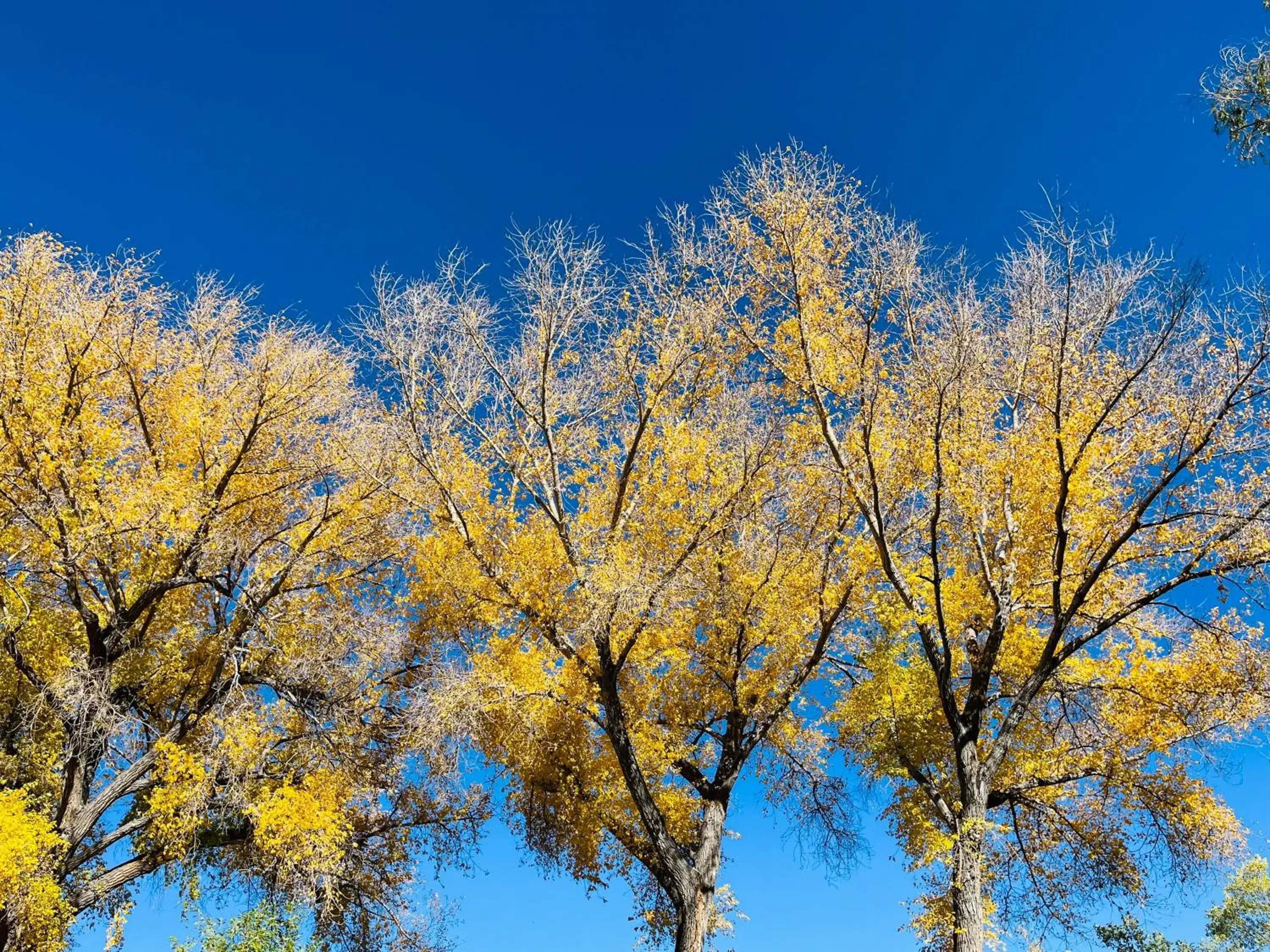 King Room with Garden View in Hacienda Del Sol Historic B&B King Room with Garden View in Hacienda Del Sol Historic B&B