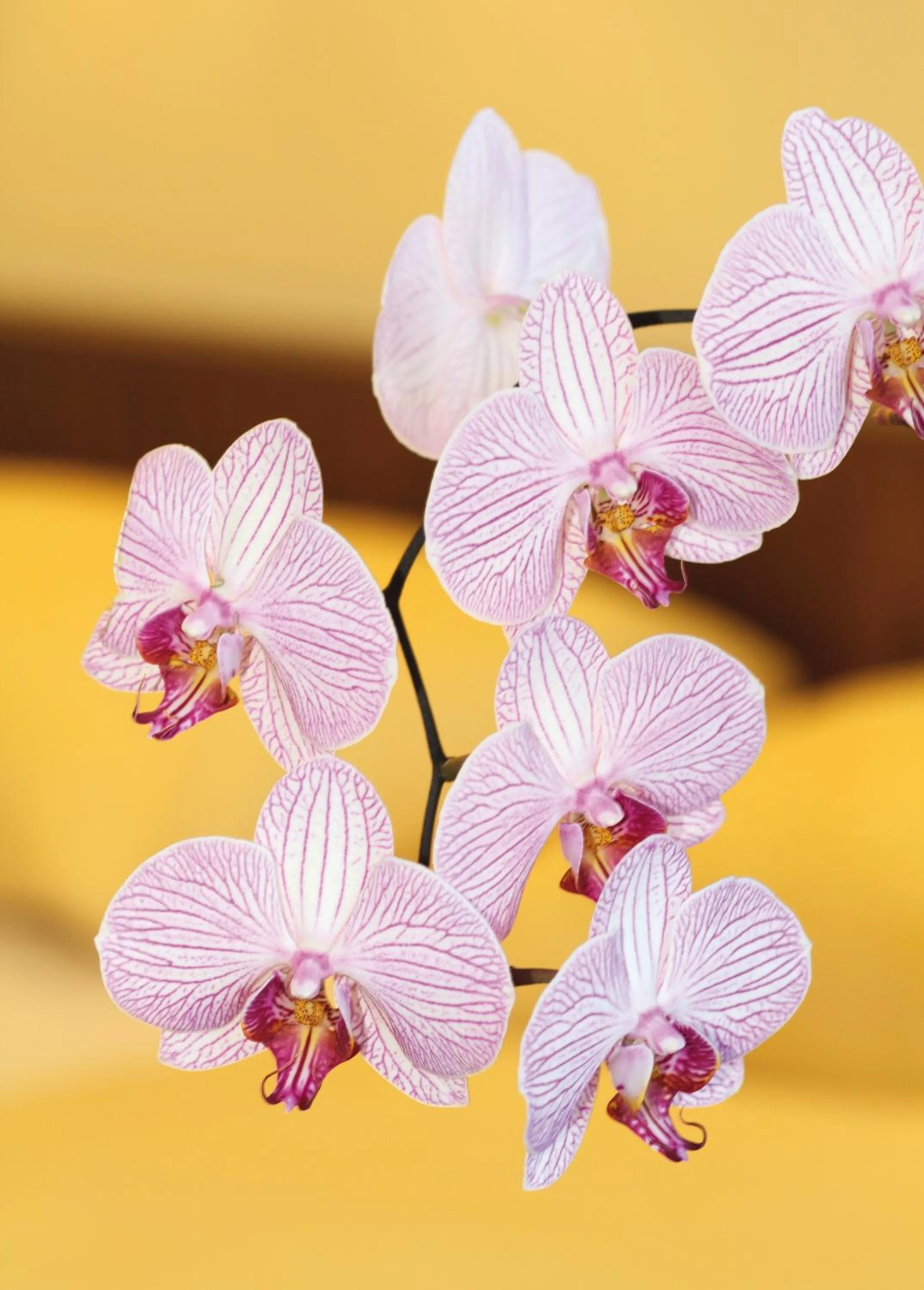 Decorative detail in Hotel Garni Hochwurzen