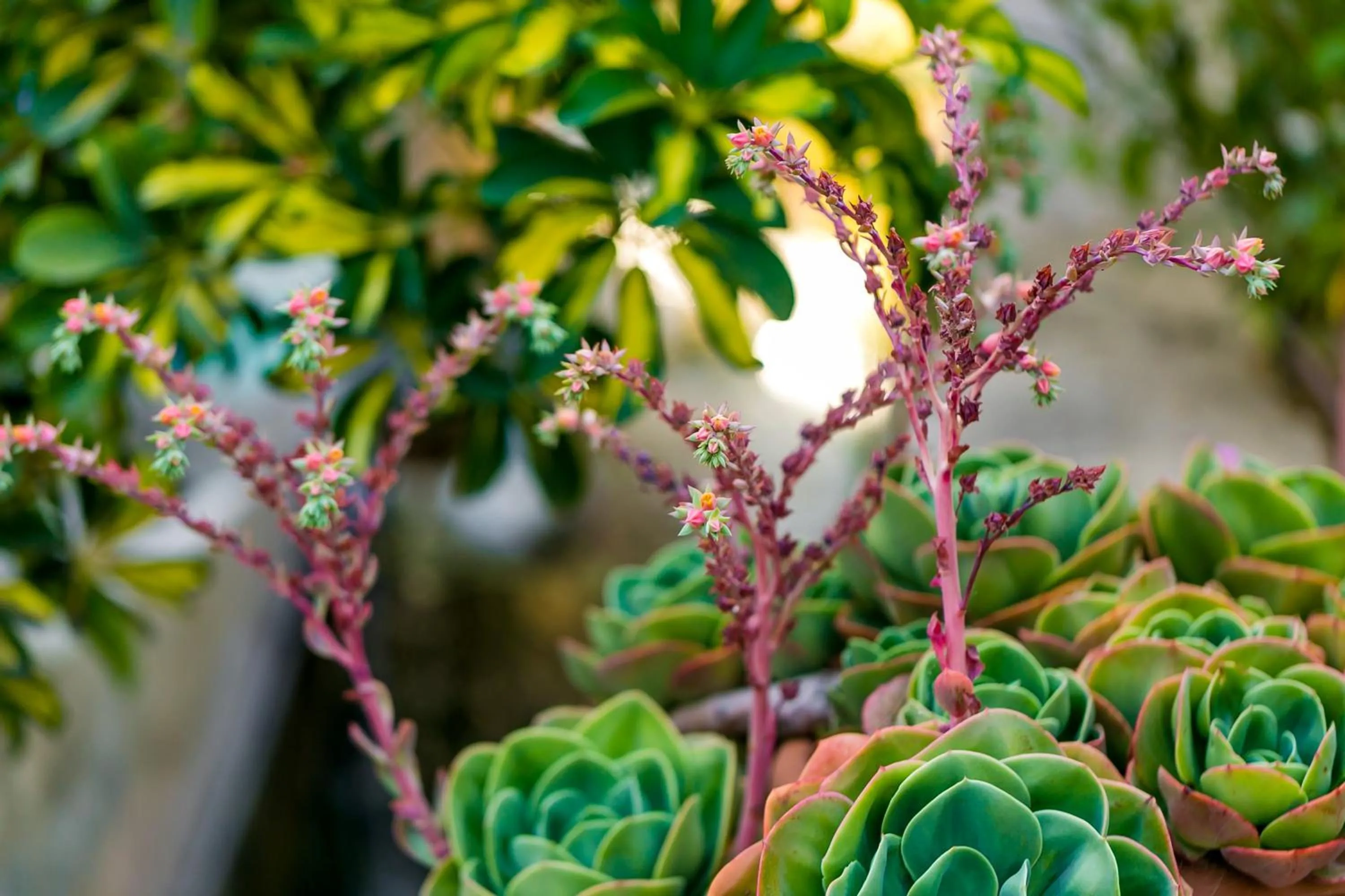 Garden in Hotel Rural El Molino de Felipe