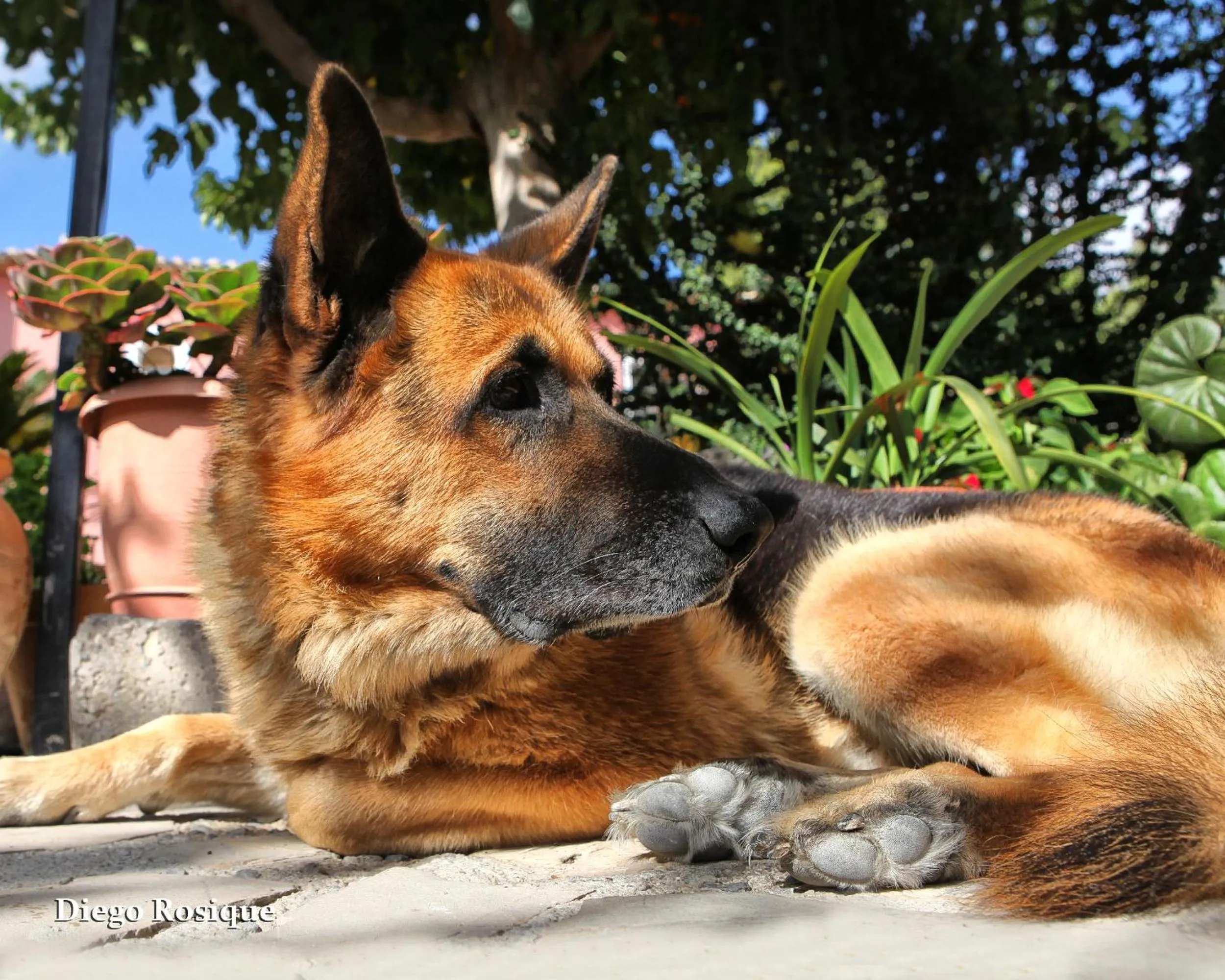 Animals in Hotel Rural El Molino de Felipe