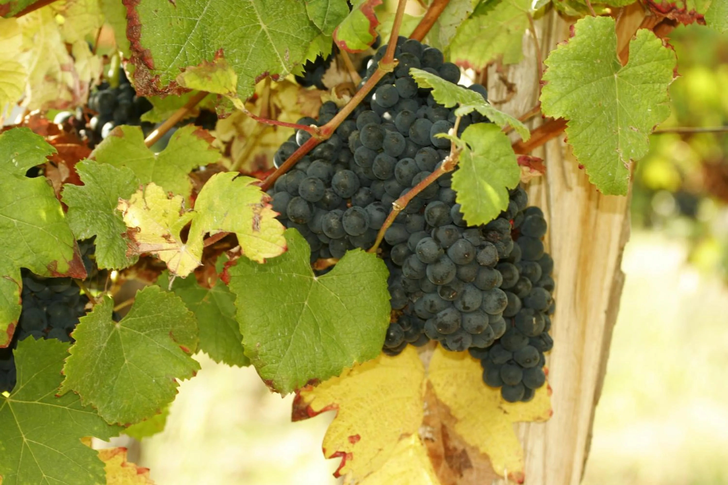 Food and drinks in Logis Hôtel L'Adourable Auberge