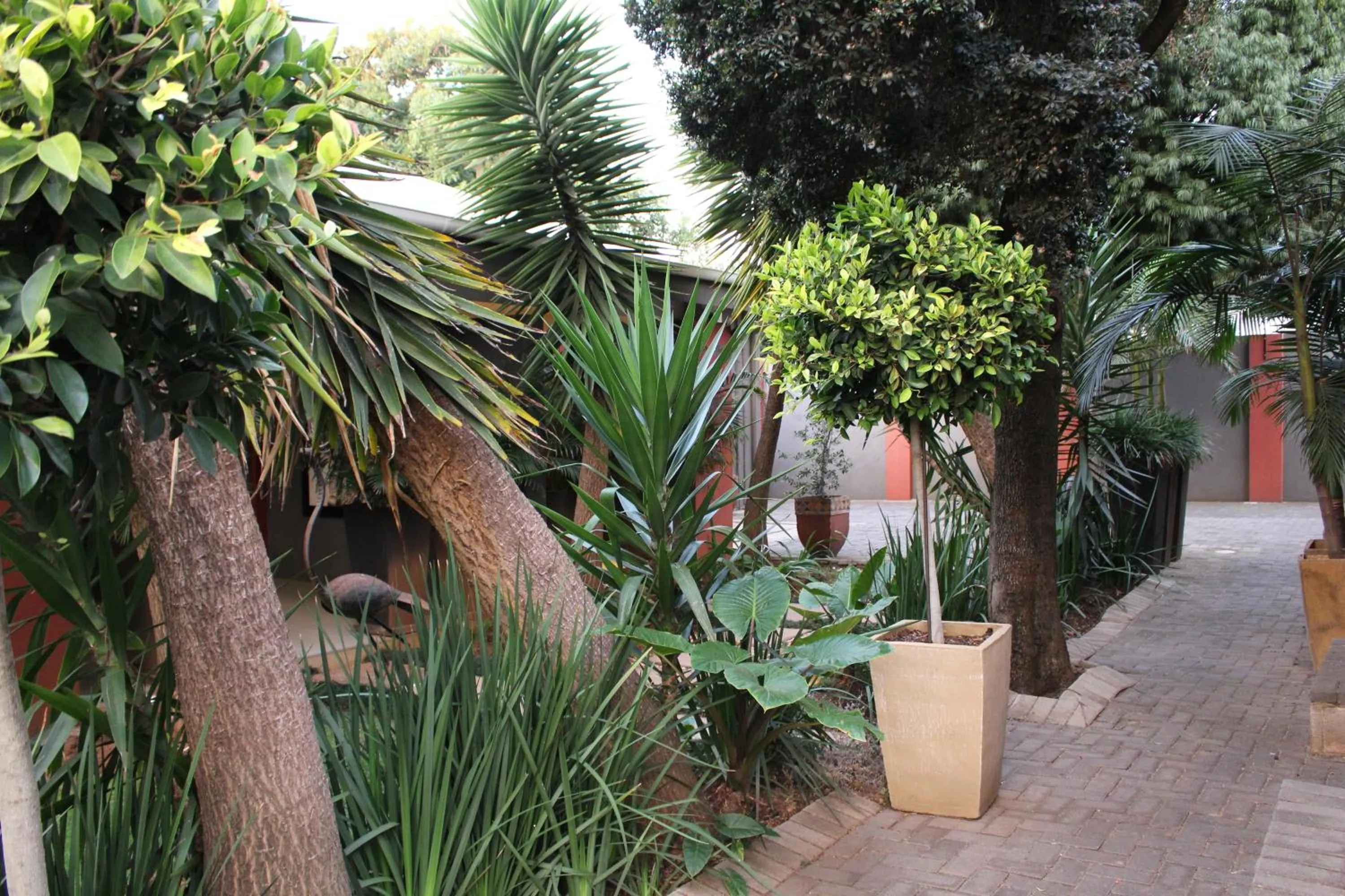 Garden in Saffron Guest House