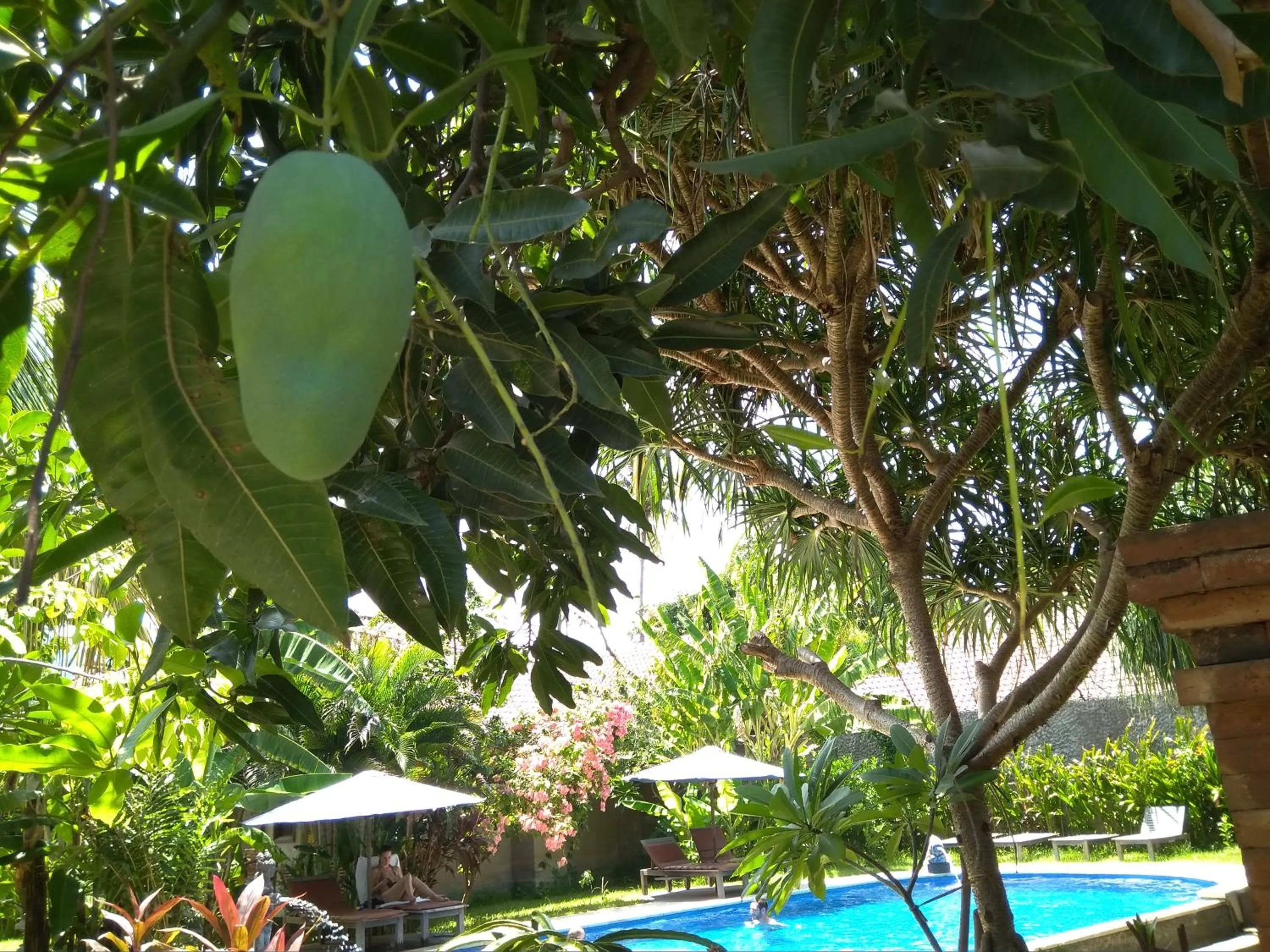 Garden in Suka Sari Cottages