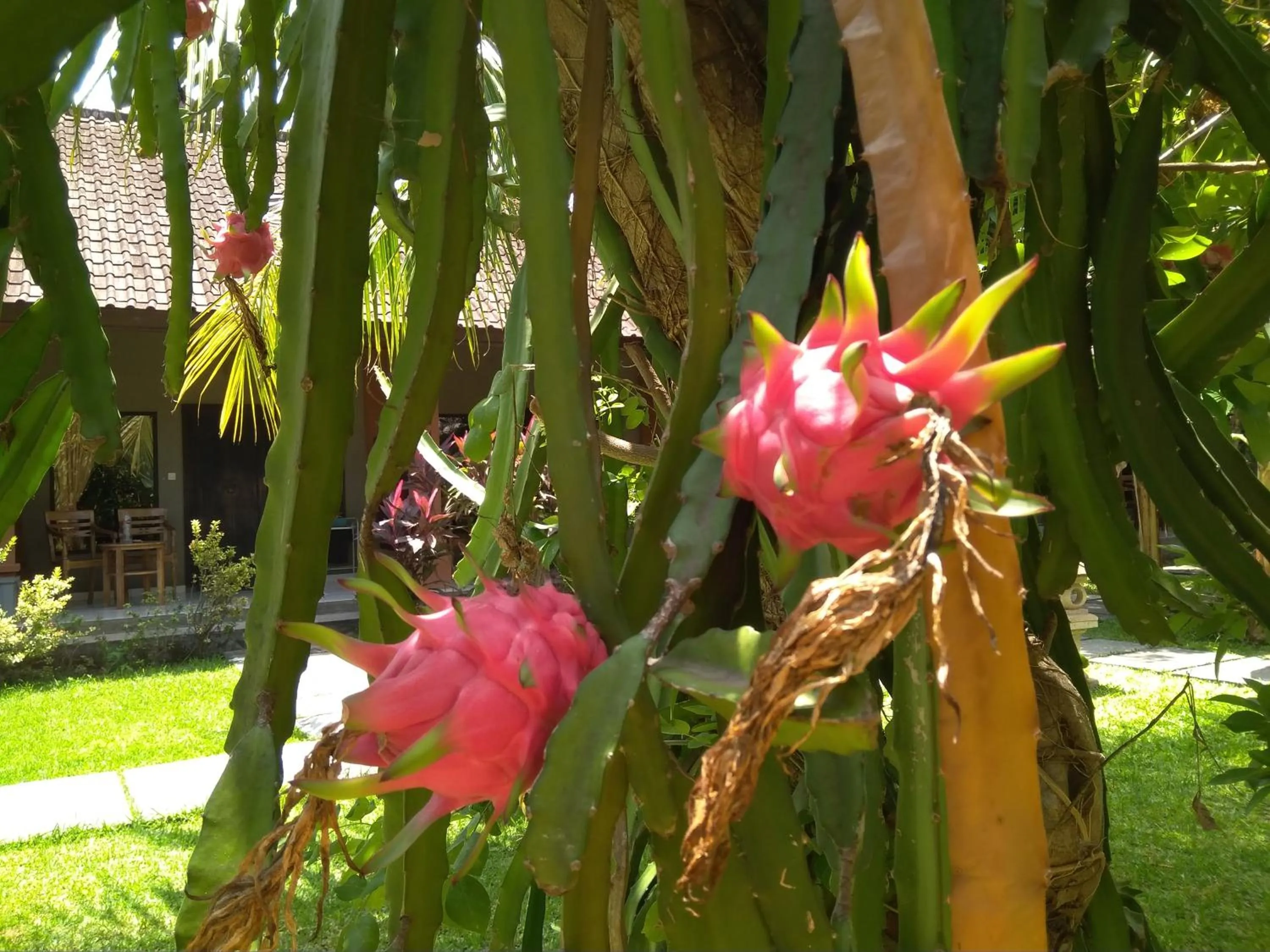 Garden in Suka Sari Cottages