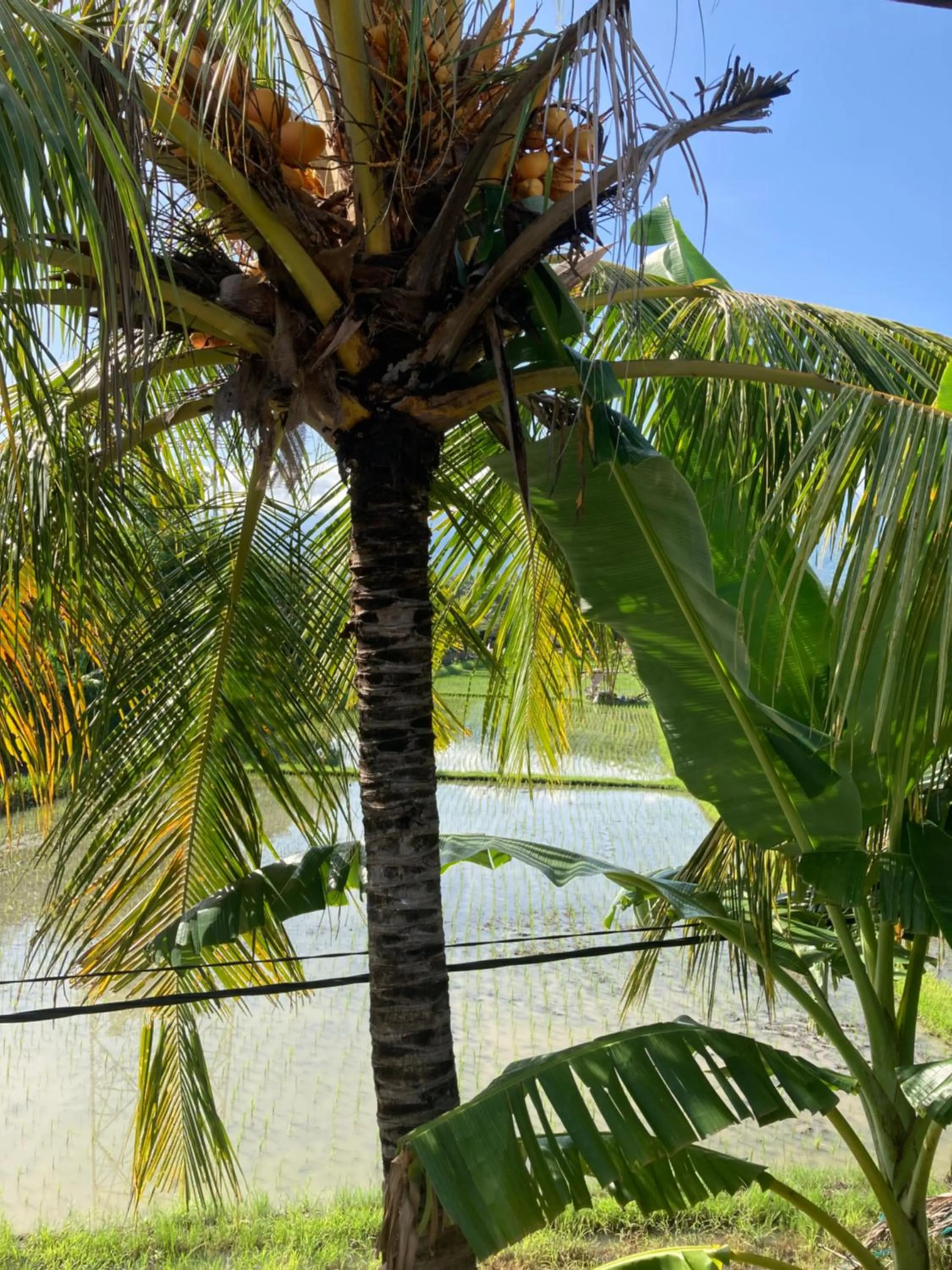 Garden view in Villa Agung Beach Inn