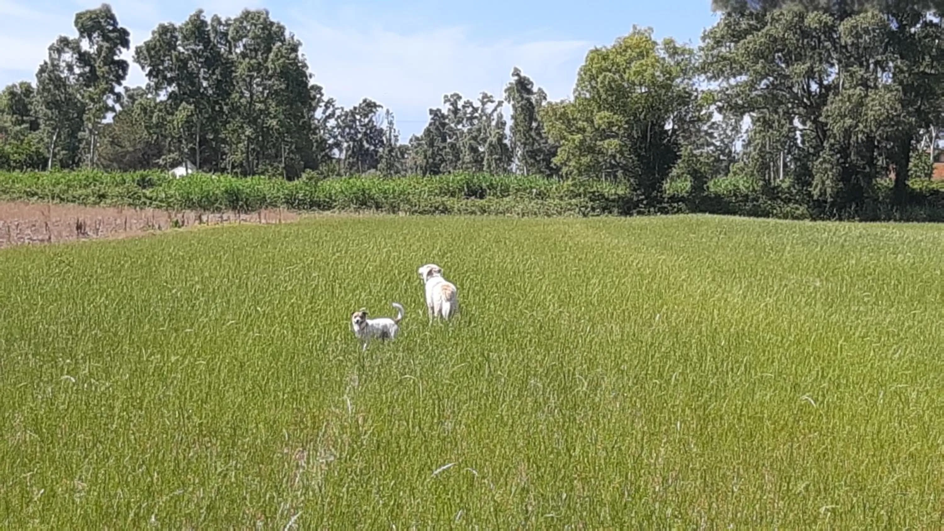 Il Casale Corte Rossa