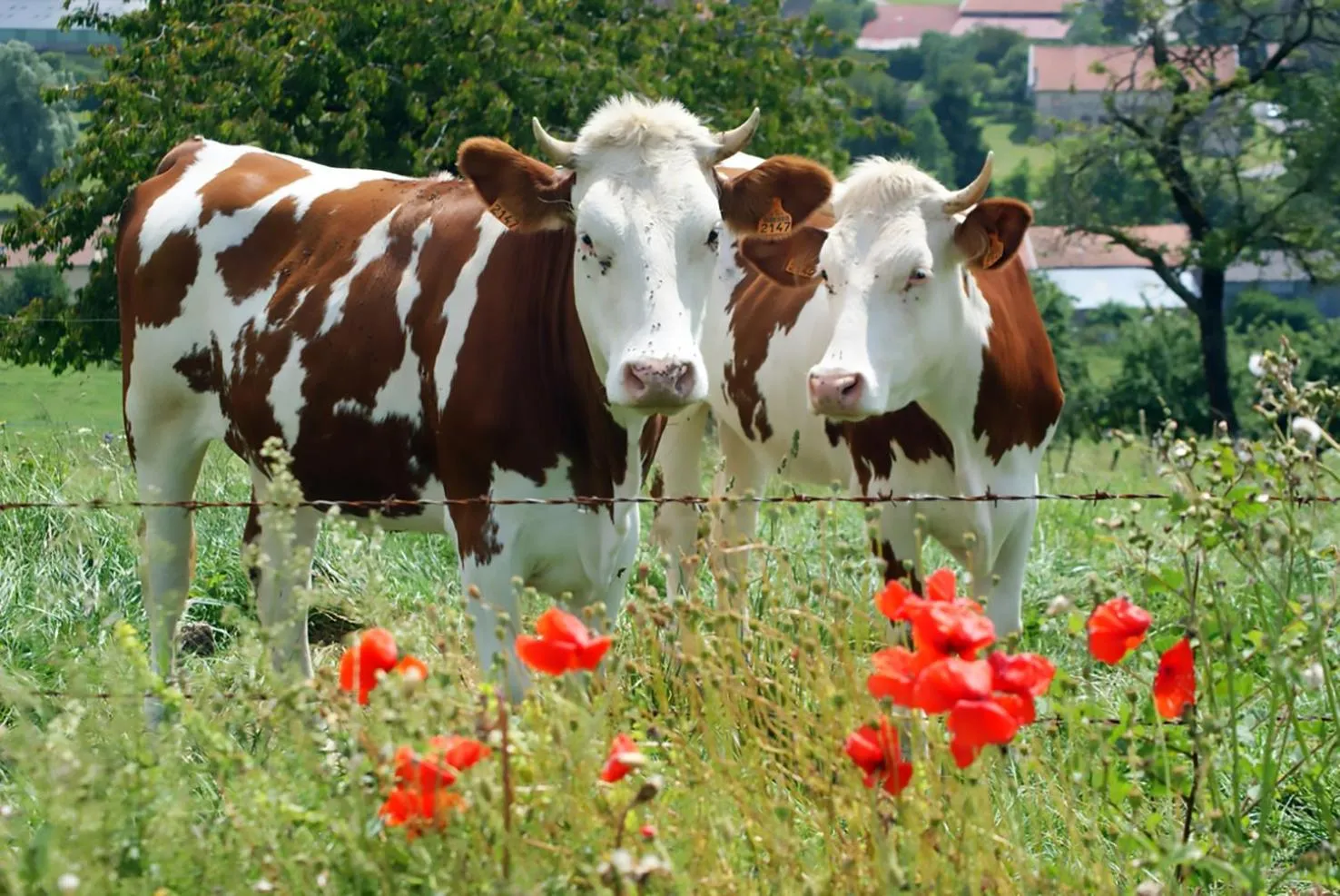 Neighbourhood in Arara