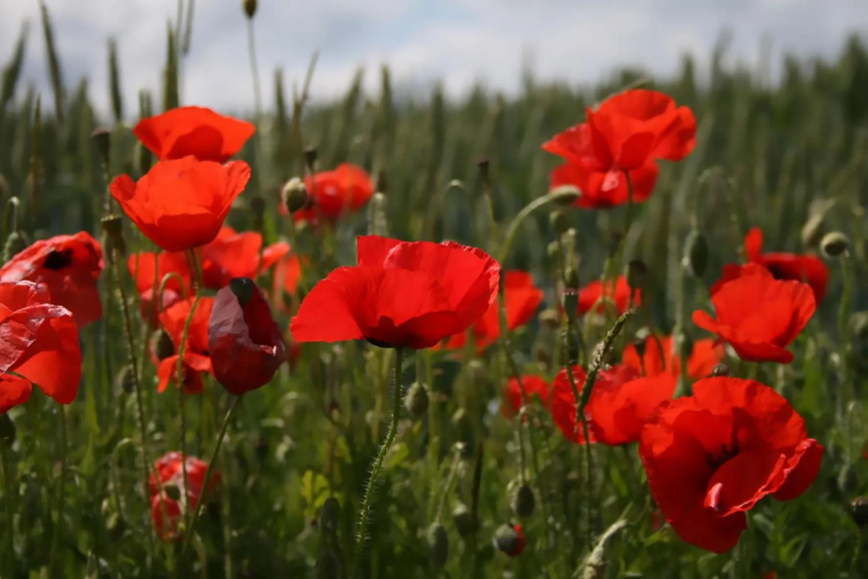 Neighbourhood in Arara