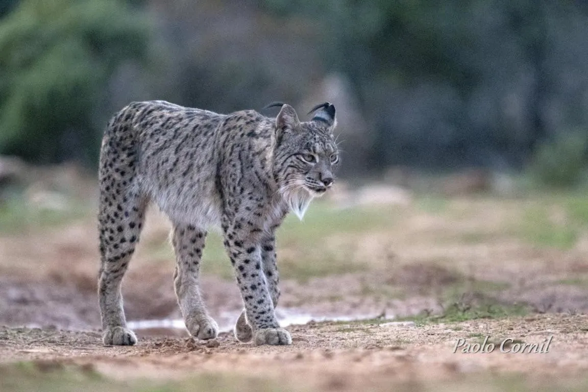 Animals in Hotel Ecologico Toral