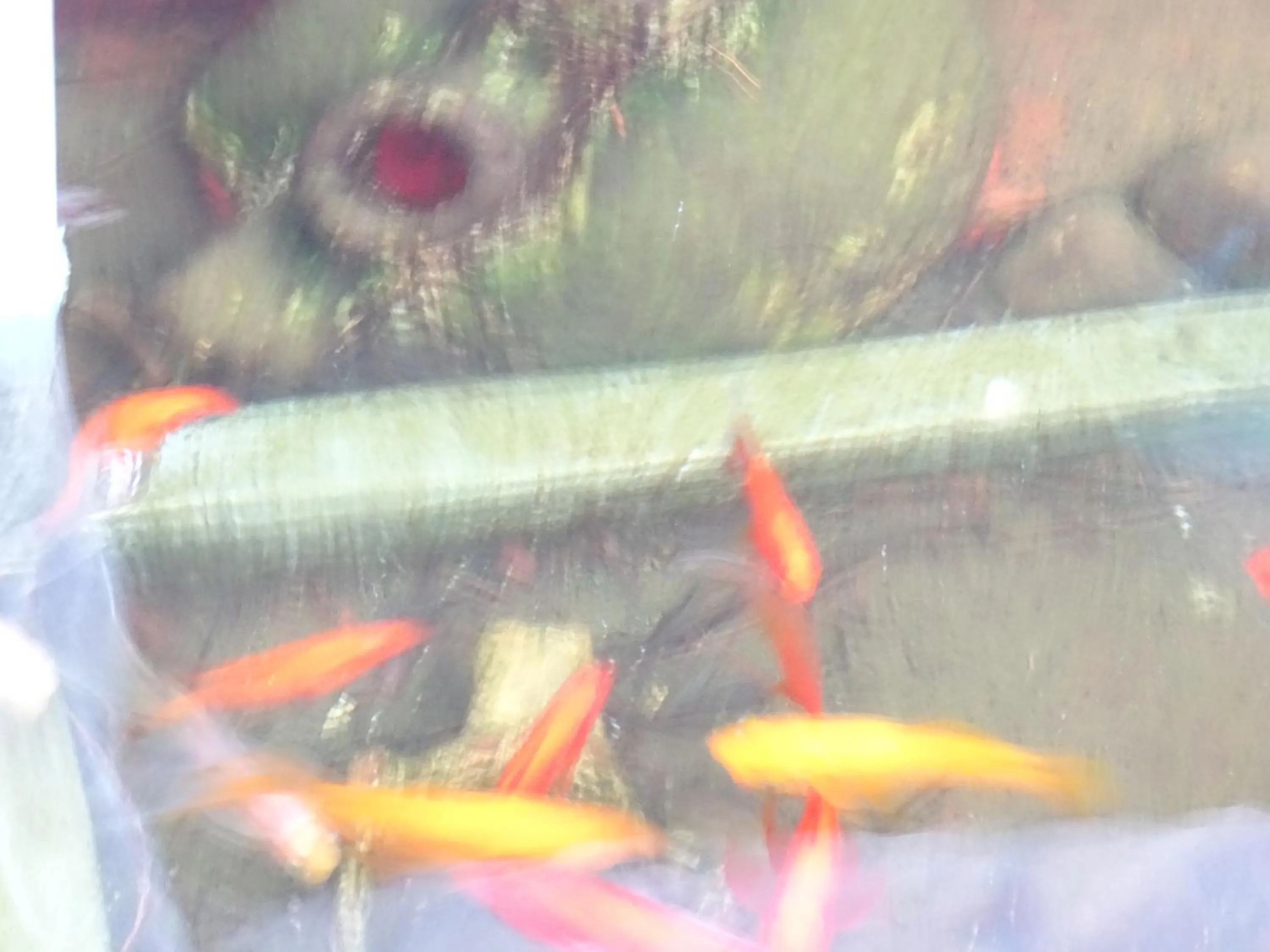 Animals in Artemis GreenHill