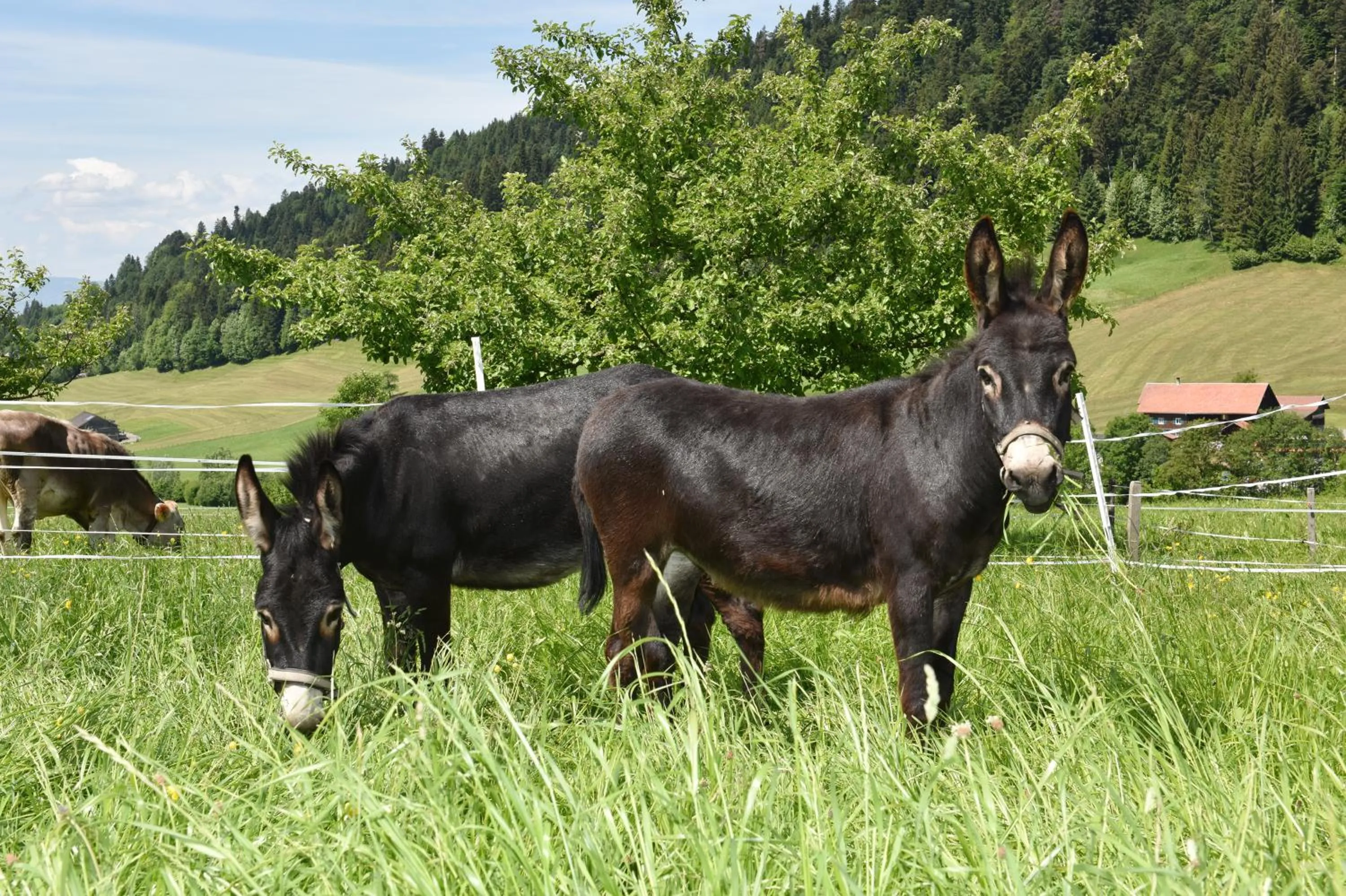 Animals in Wiesenhof Rusch
