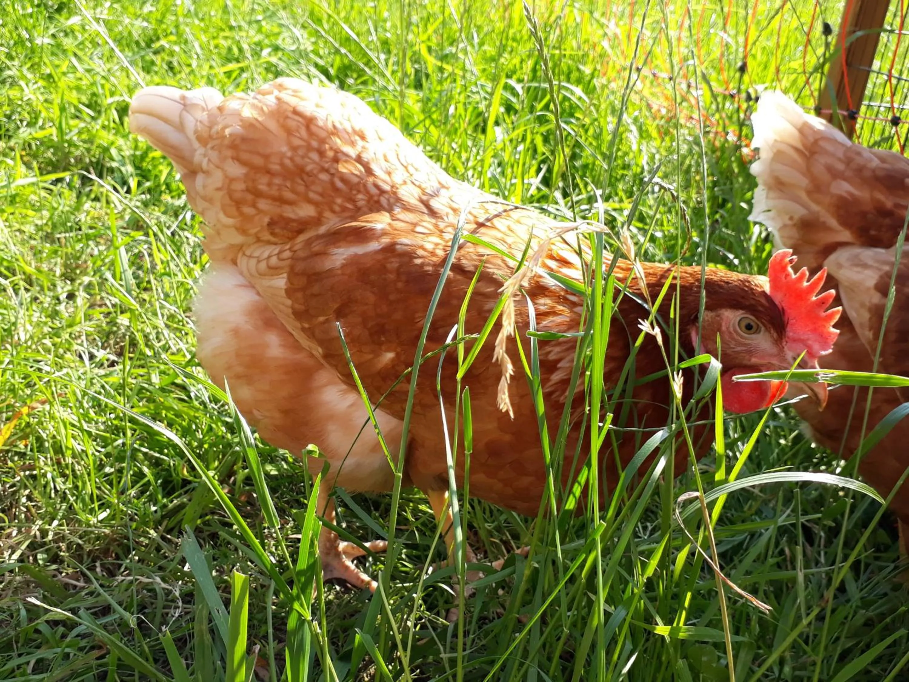 Animals in Wiesenhof Rusch