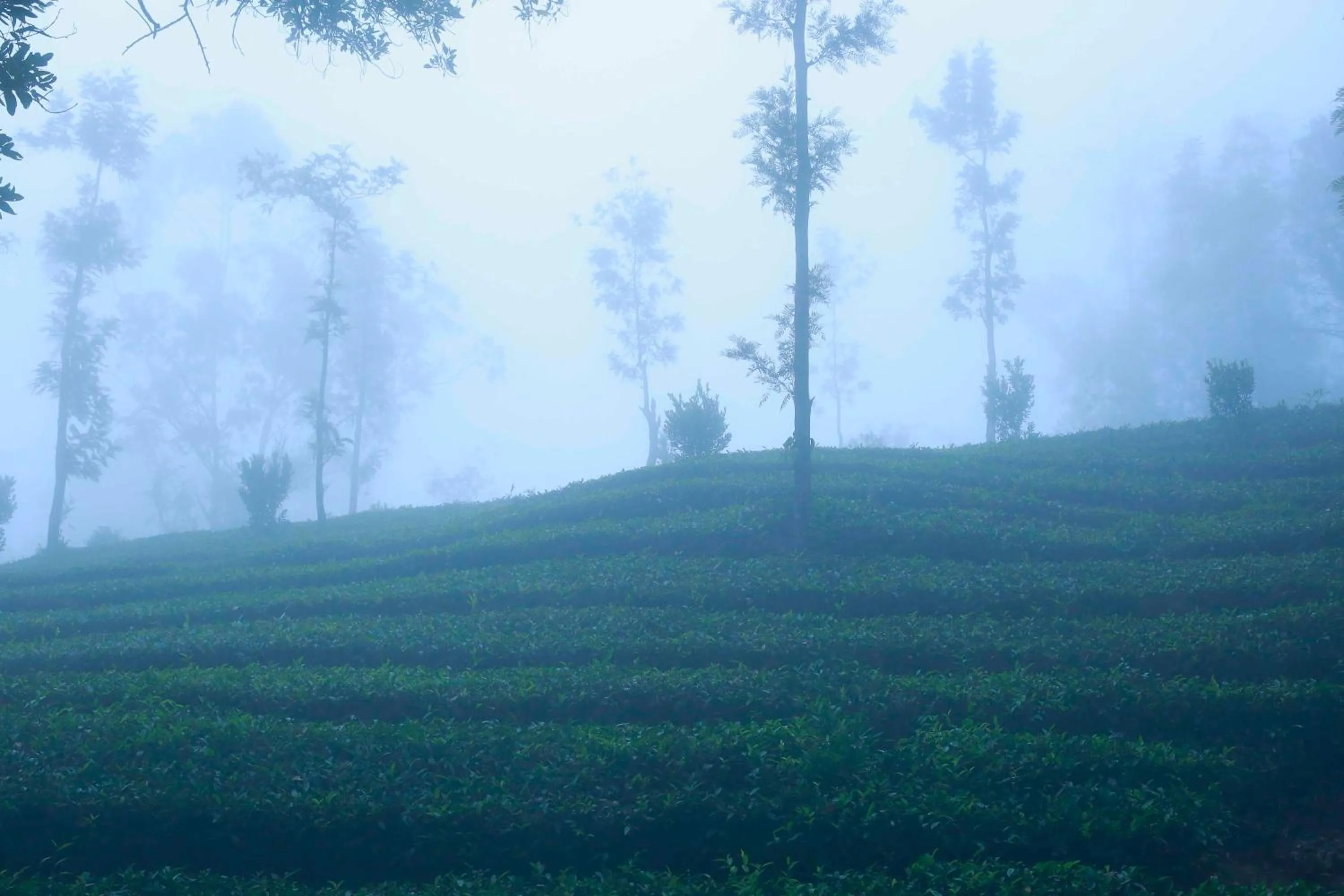 Saj Vagamon Hideout