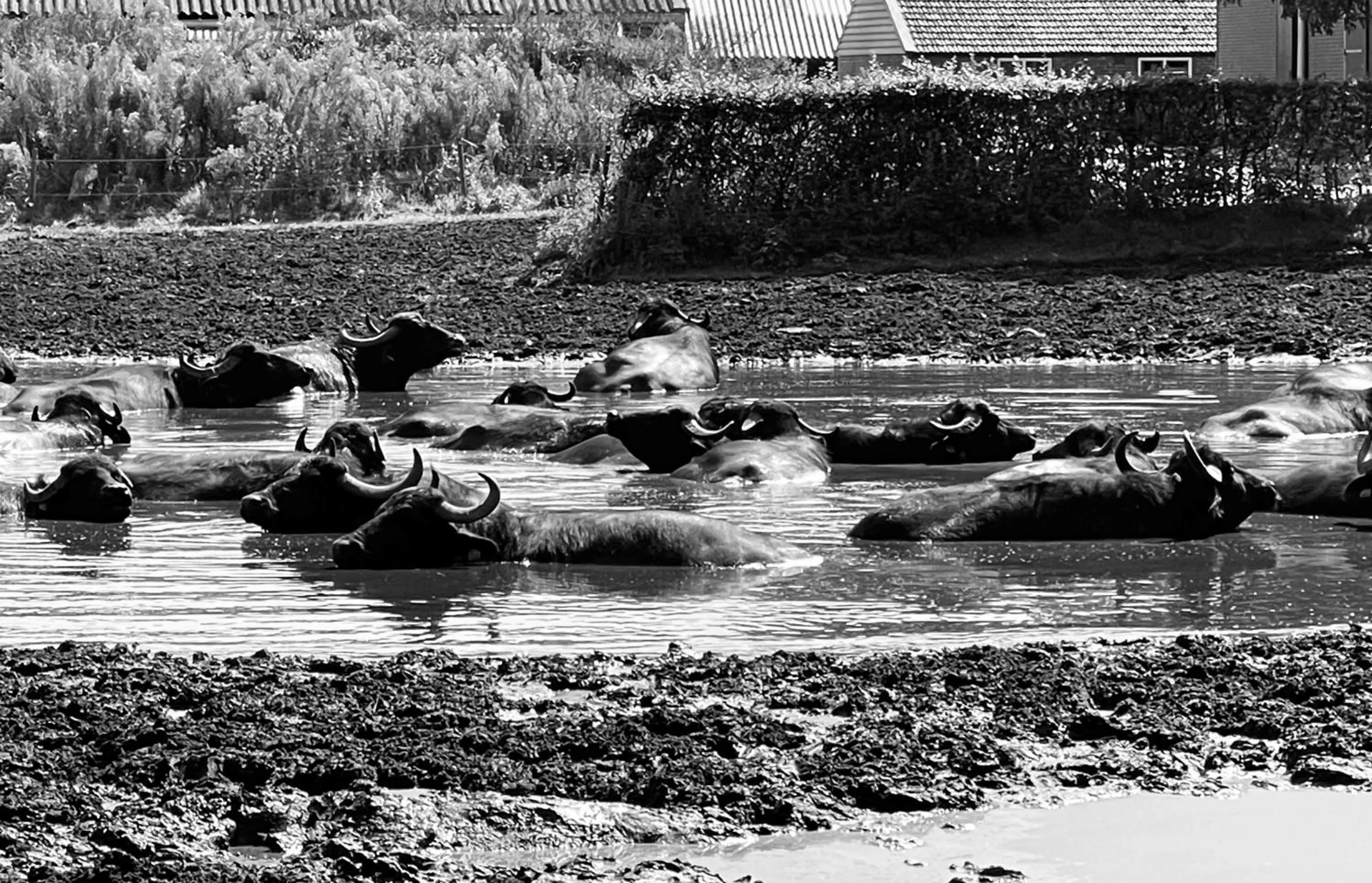 Animals in Gasterij Hotel Dennenoord