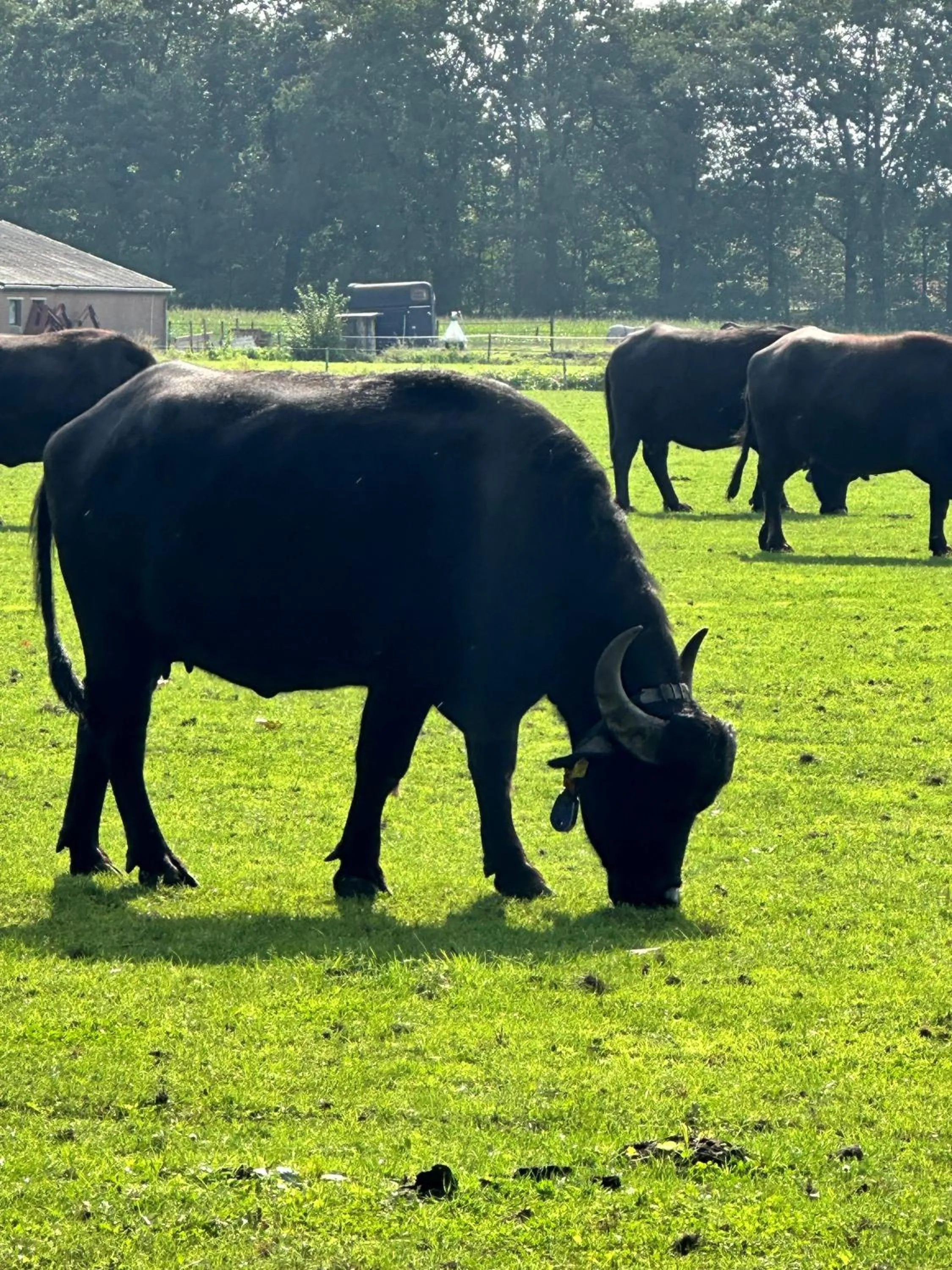 Pets in Gasterij Hotel Dennenoord