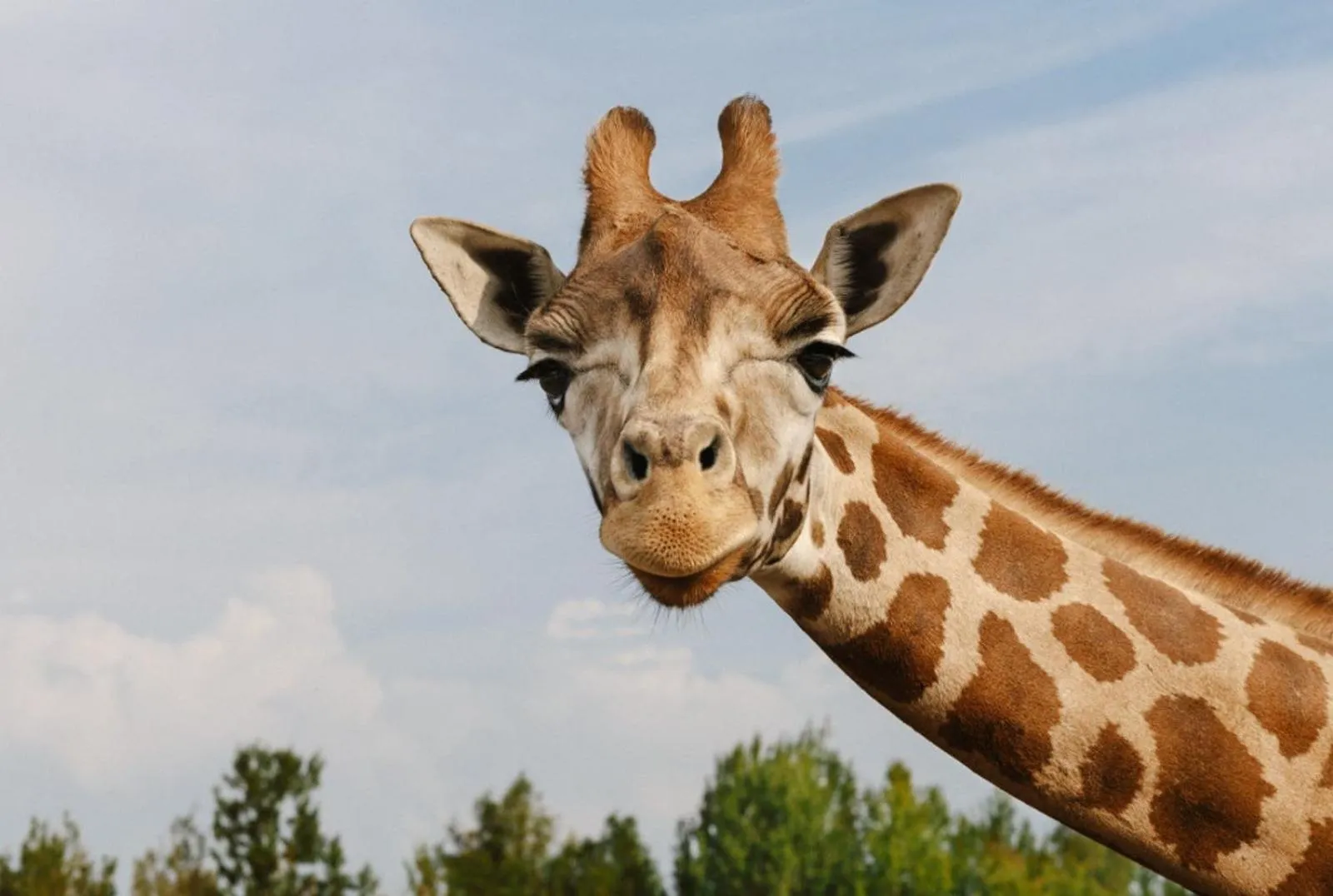 Animals in Gasterij Hotel Dennenoord