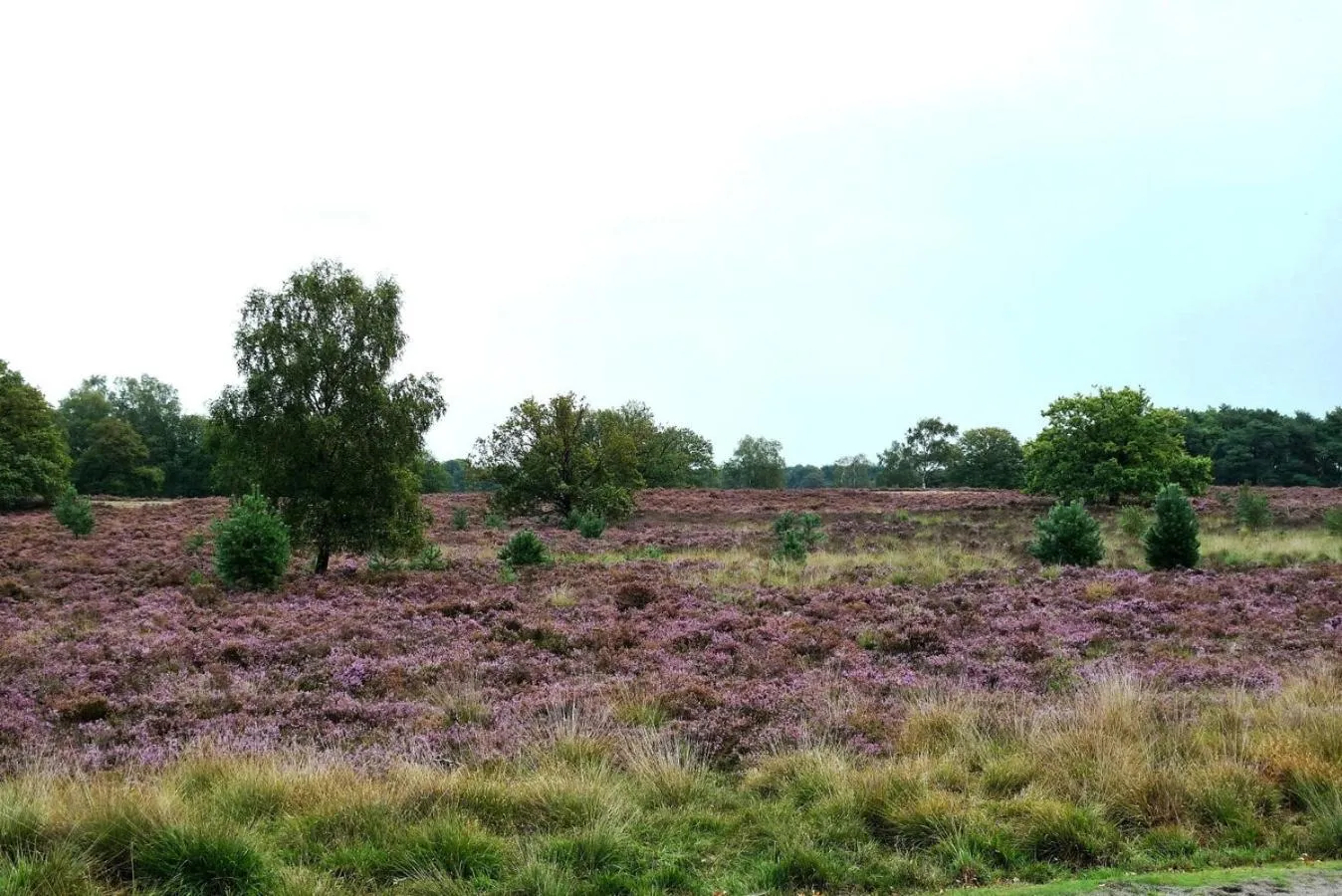 Neighbourhood in Gasterij Hotel Dennenoord
