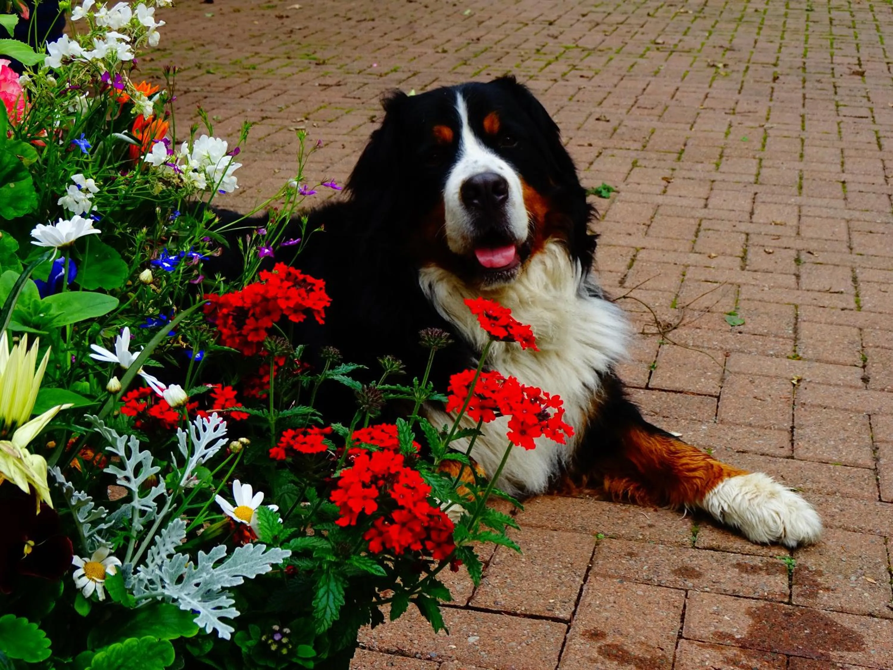Pets in Arden Country House