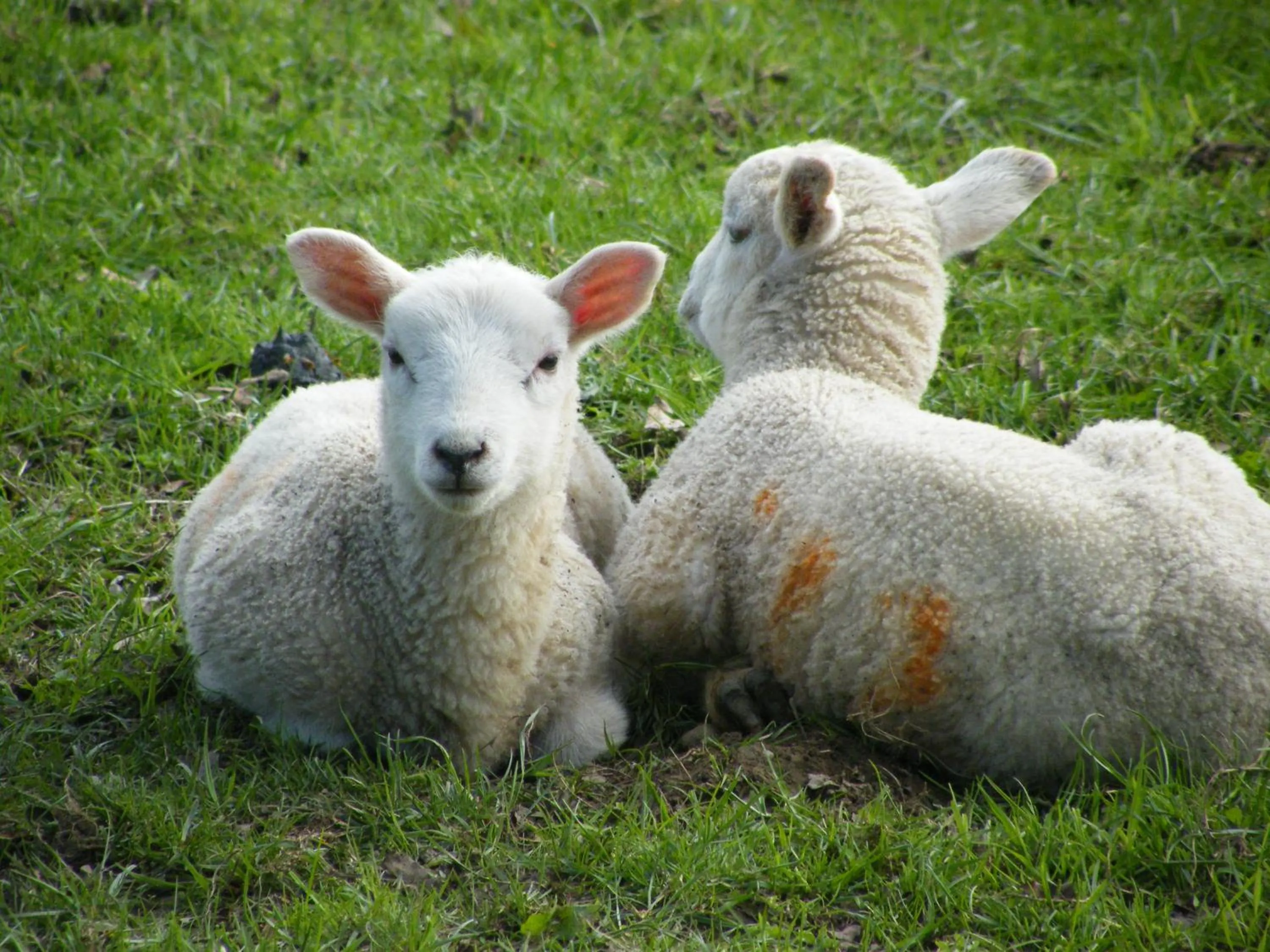Animals in Arden Country House