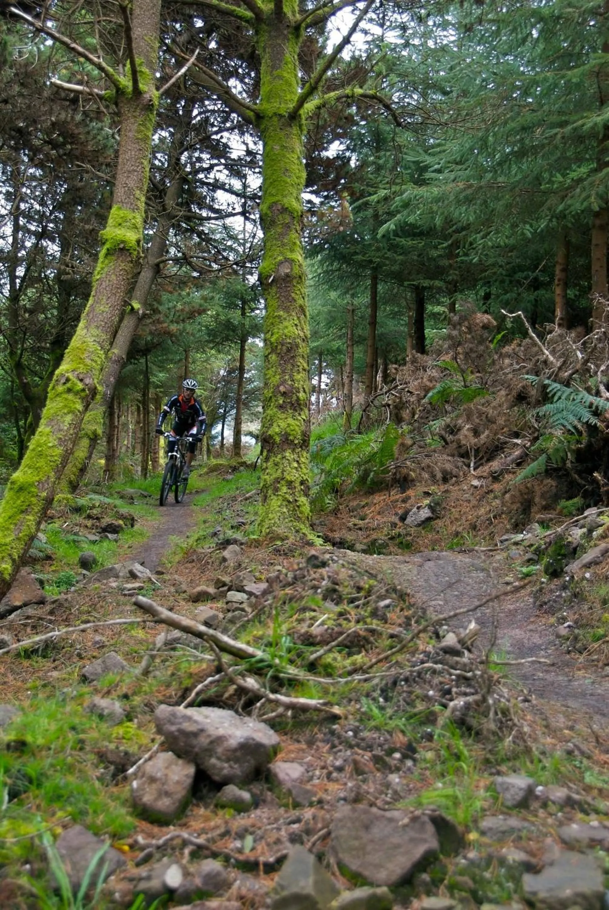 Natural landscape in The Old Bank Bruff Family Town House