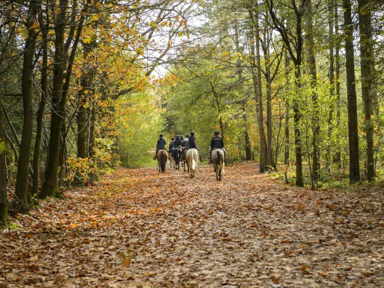 Horse-riding in The Old Bank Bruff Family Town House