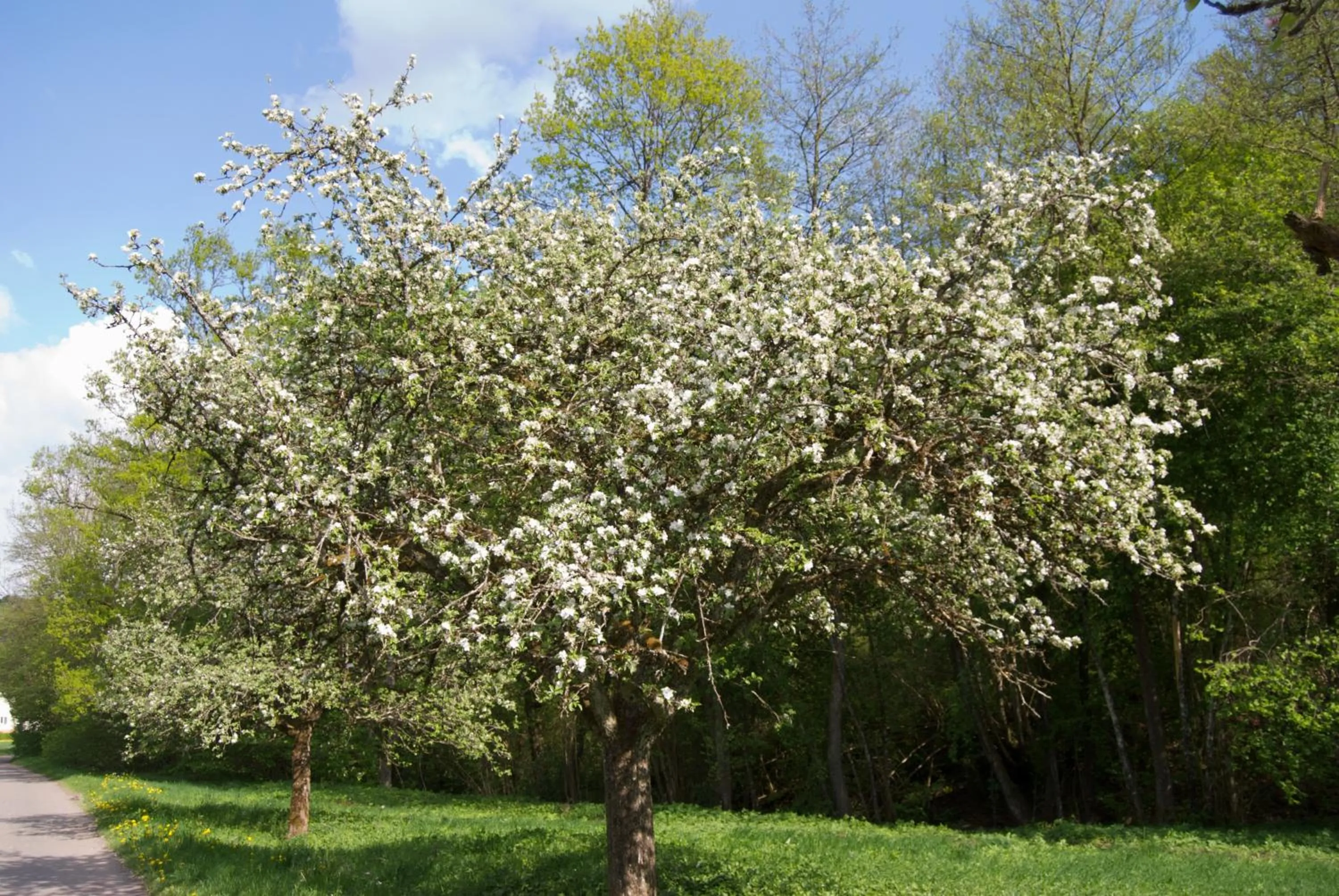 Day in Hotel Restaurant Bären